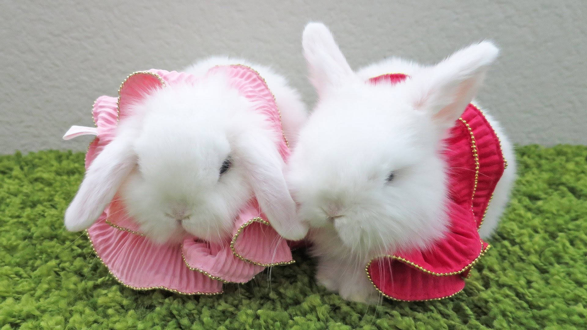 white lop rabbits, pink frilly outfits, bright green carpet, Full HD Desktop Wallpaper