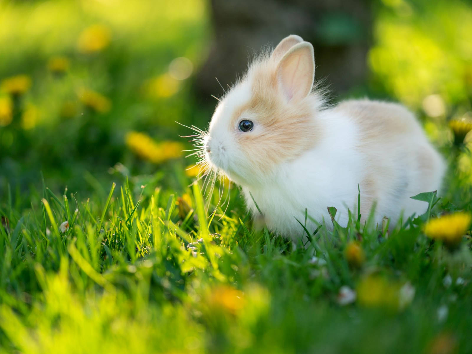 Baby Bunny, fluffy white and tan bunny, vibrant green grass, HD Desktop Wallpaper