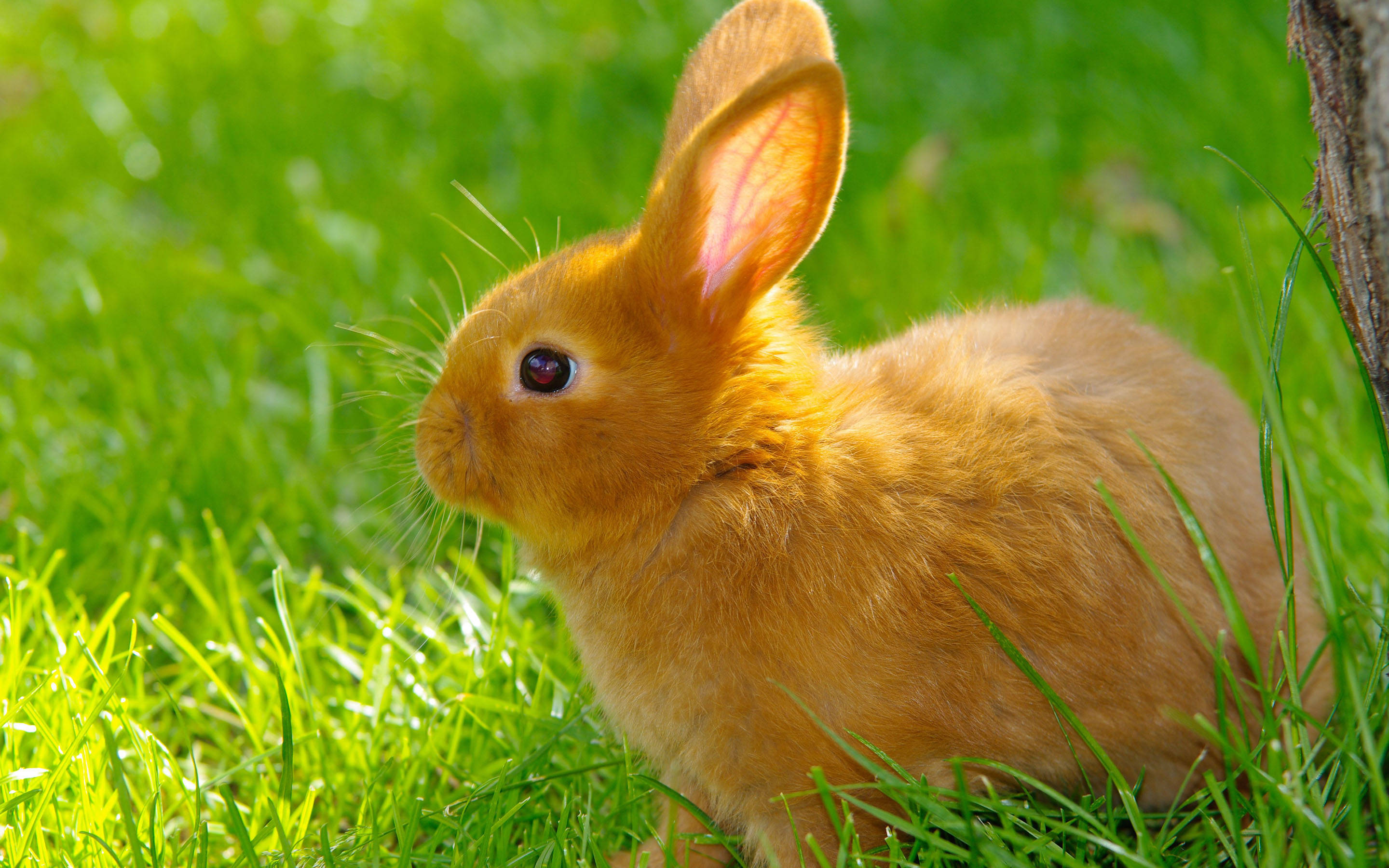 brown baby bunny, fluffy orange rabbit, vibrant green grass, 2K Desktop Wallpaper