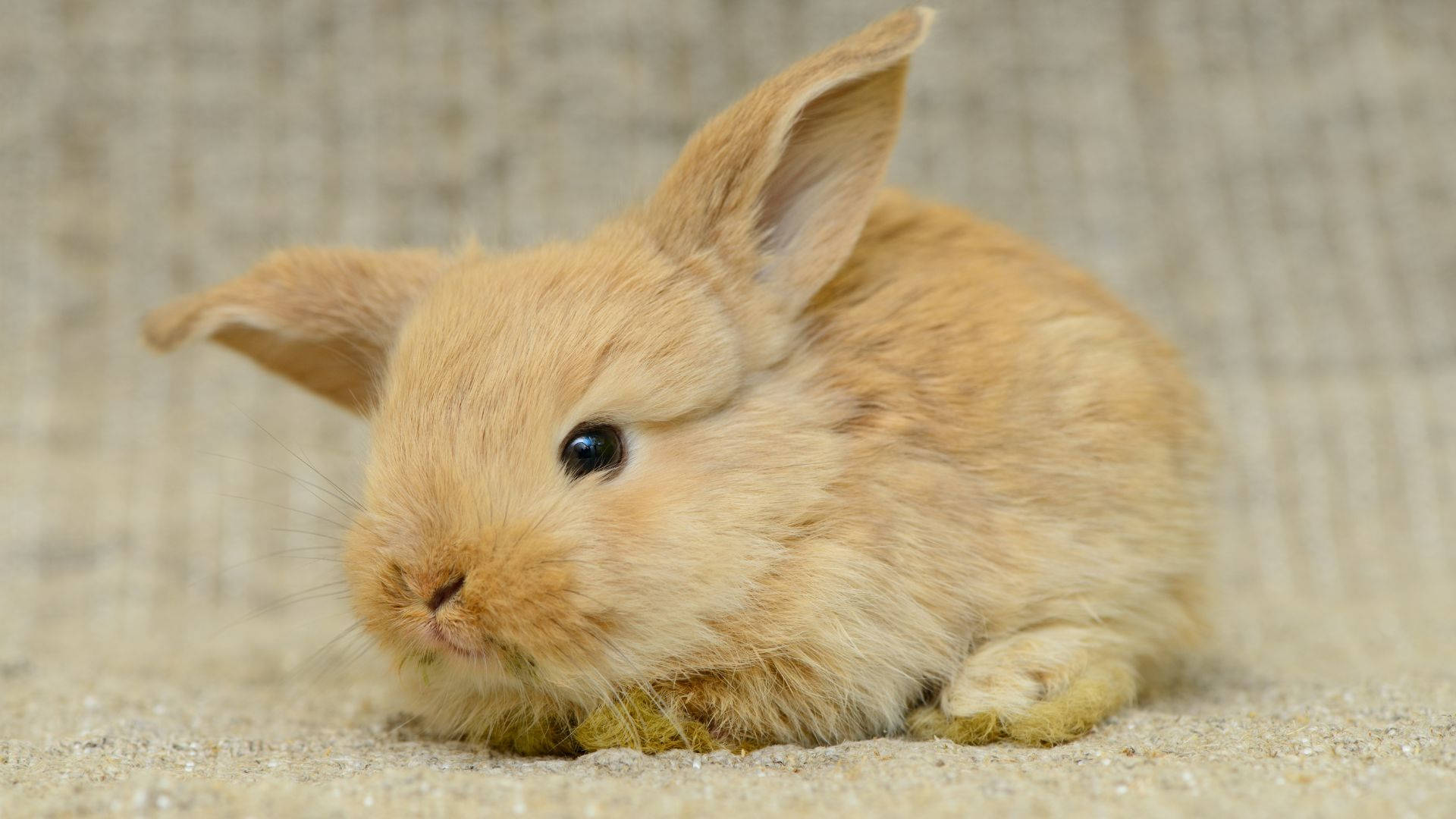 brown baby bunny, fluffy, light brown, Full HD Desktop Wallpaper