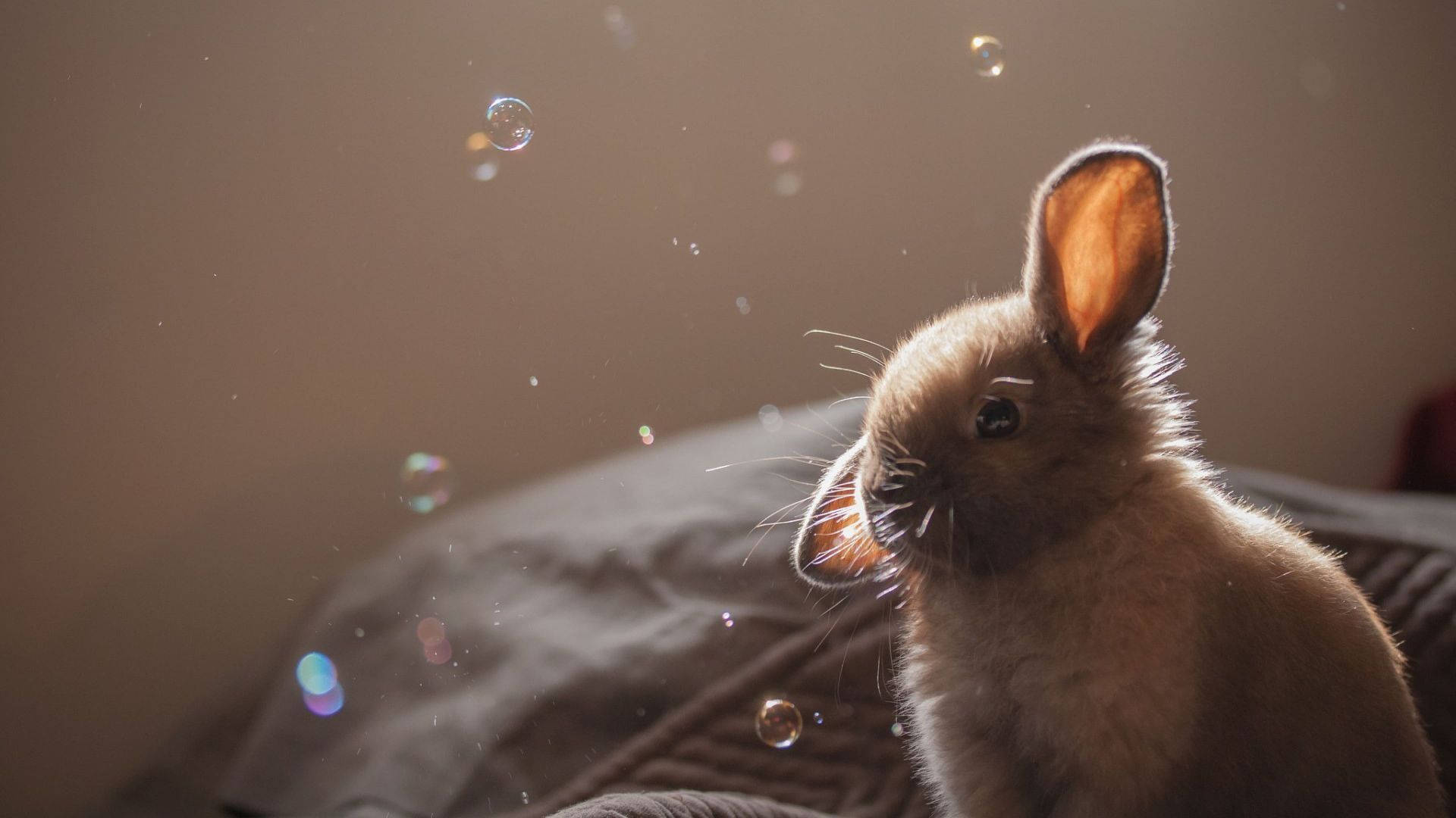 Baby Bunny, soap bubbles, warm golden light, Full HD Desktop Wallpaper