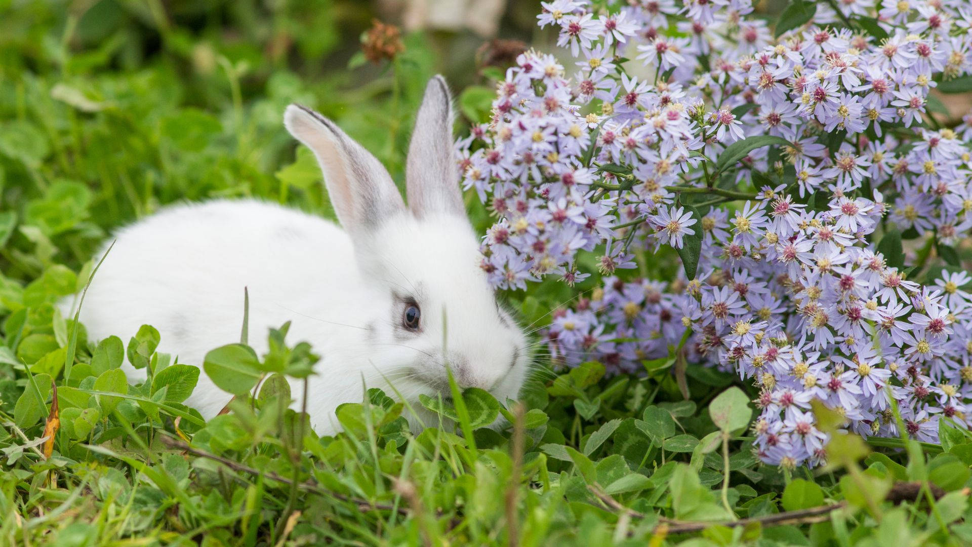 white baby bunny, big ears, fluffy white rabbit, Full HD Desktop Wallpaper