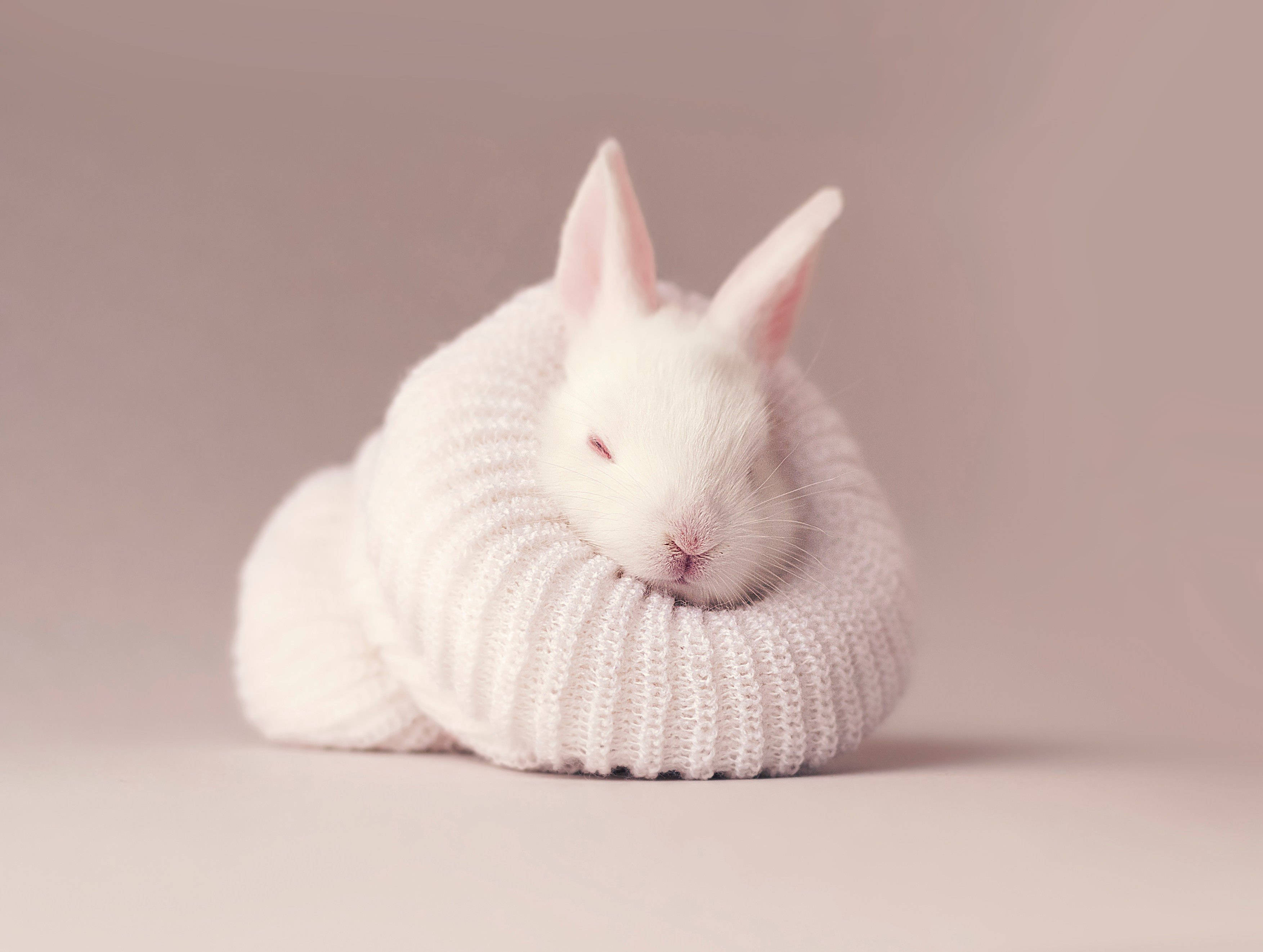 cute baby bunny, white rabbit, soft knitted sweater, 2K Desktop Wallpaper