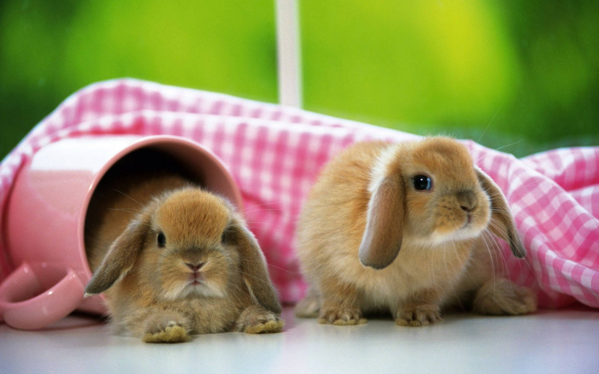 brown baby bunnies, pink mug, checkered cloth, Full HD Desktop Wallpaper