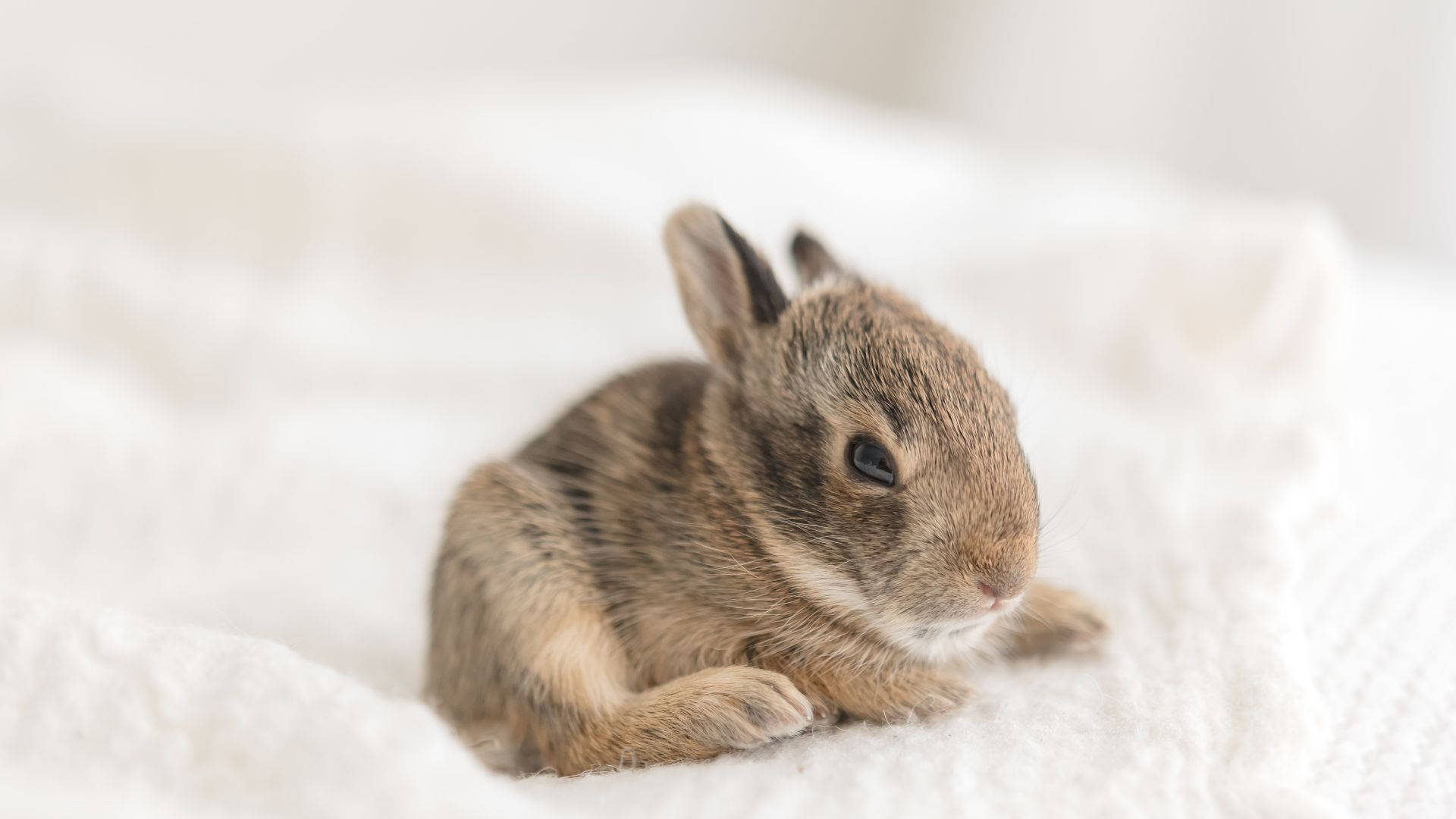 baby bunny, brown, white textured blanket, Full HD Desktop Wallpaper