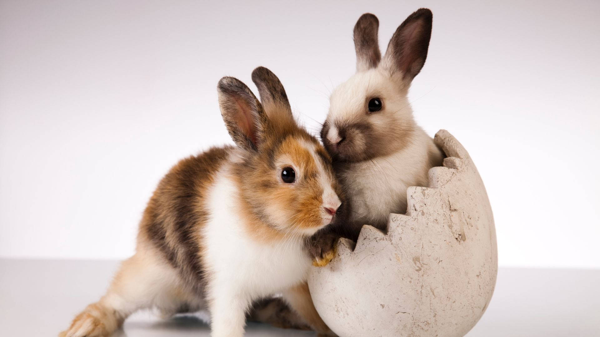 baby bunnies, cracked eggshell, white background, Full HD Desktop Wallpaper