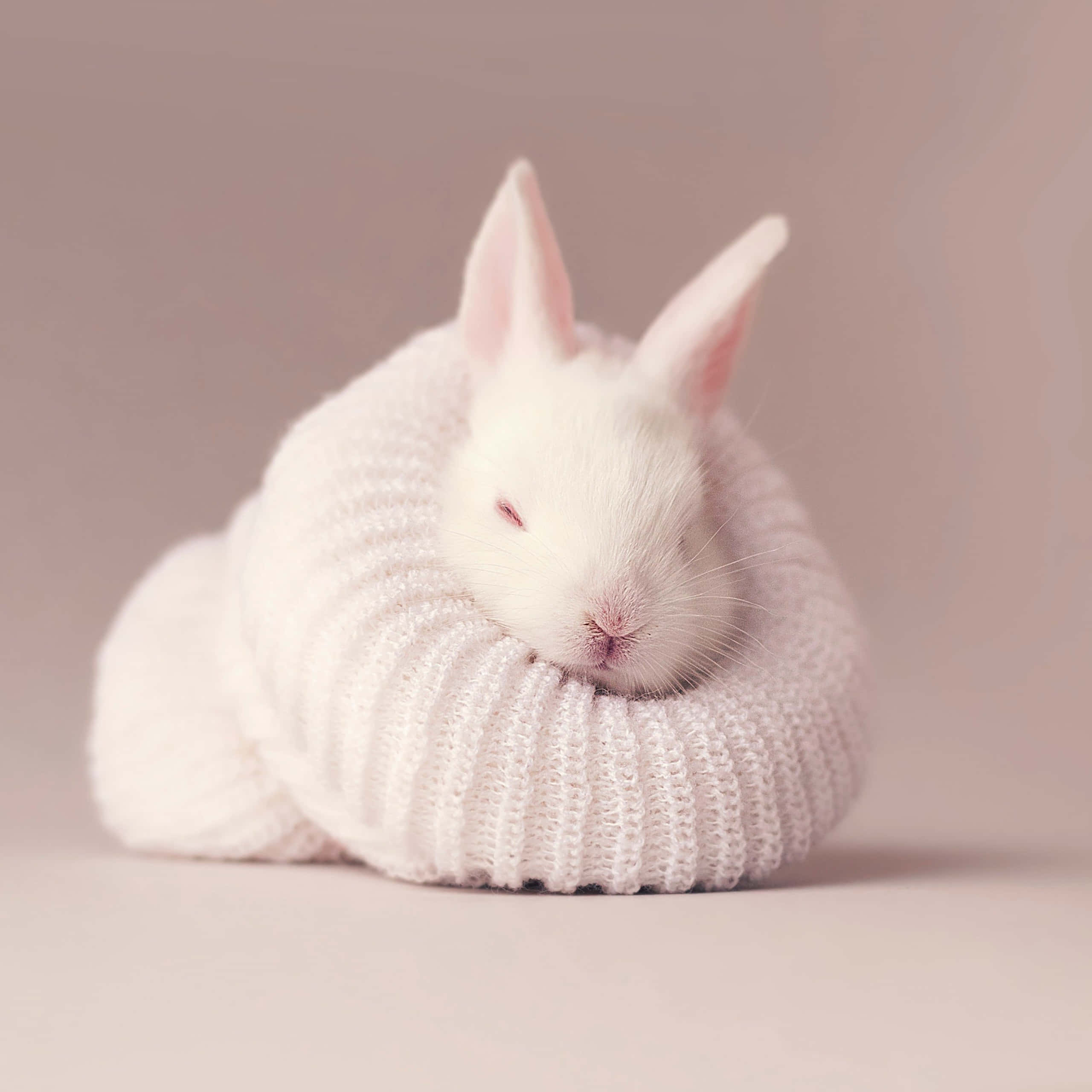 white bunny, knitted sweater, cozy aesthetic, 2K Desktop Wallpaper