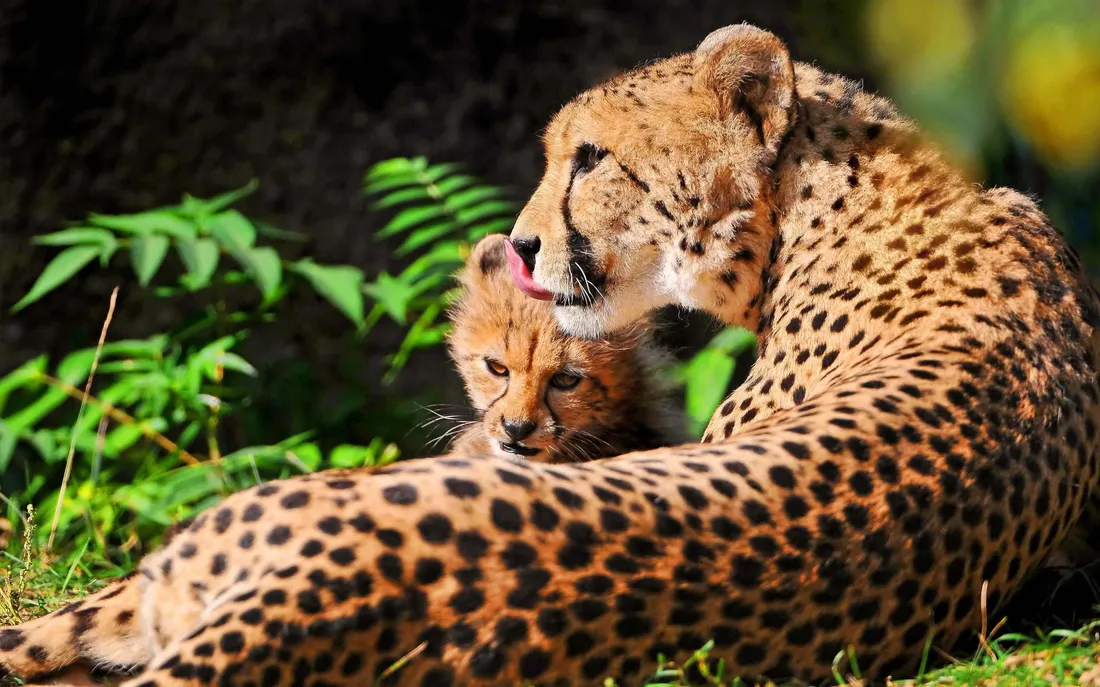 Baby Cheetah