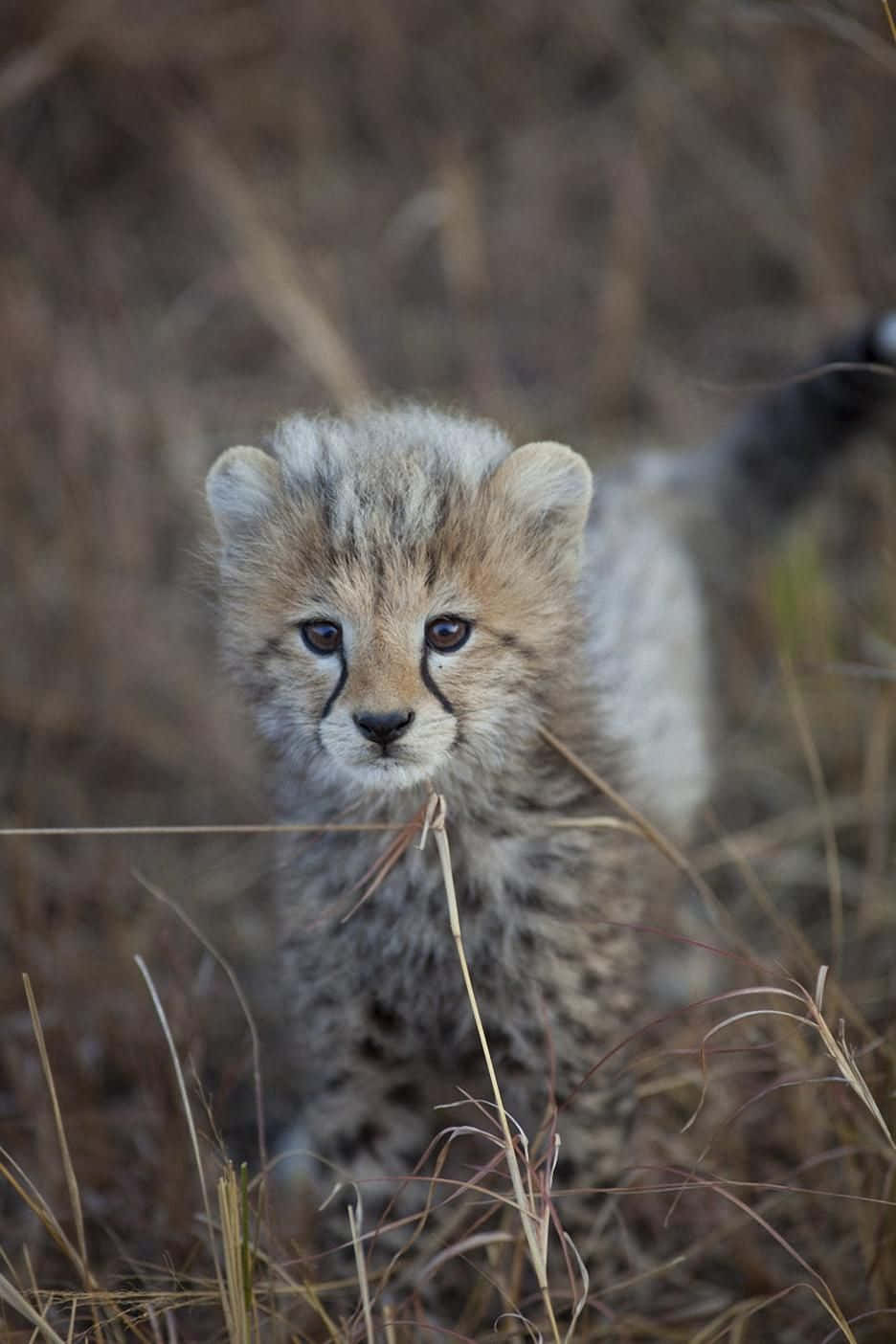 Baby Cheetah, African Land, spotted fur, HD Phone Wallpaper