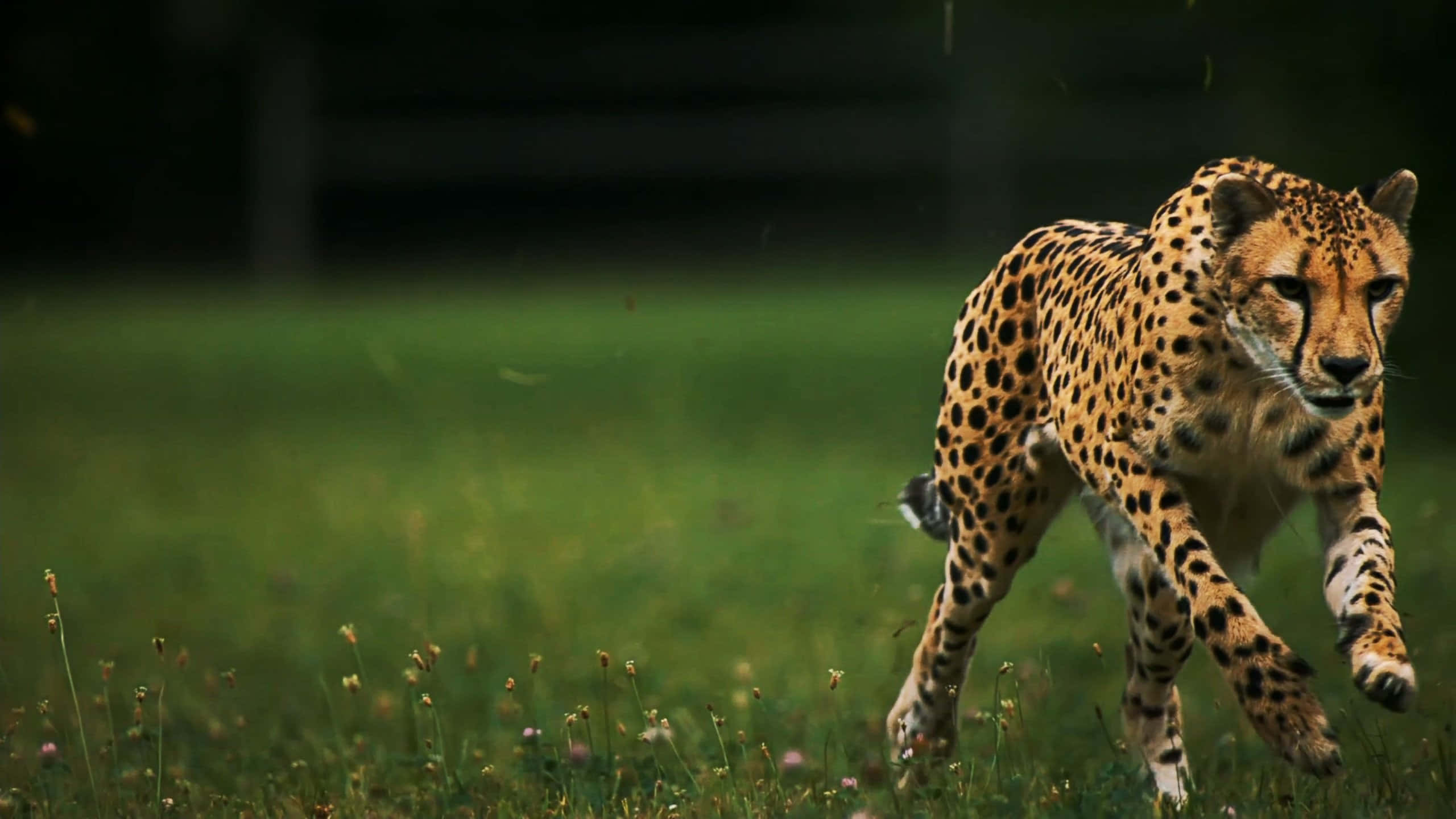 Baby Cheetah, lush green field, sprints, 2K Desktop Wallpaper