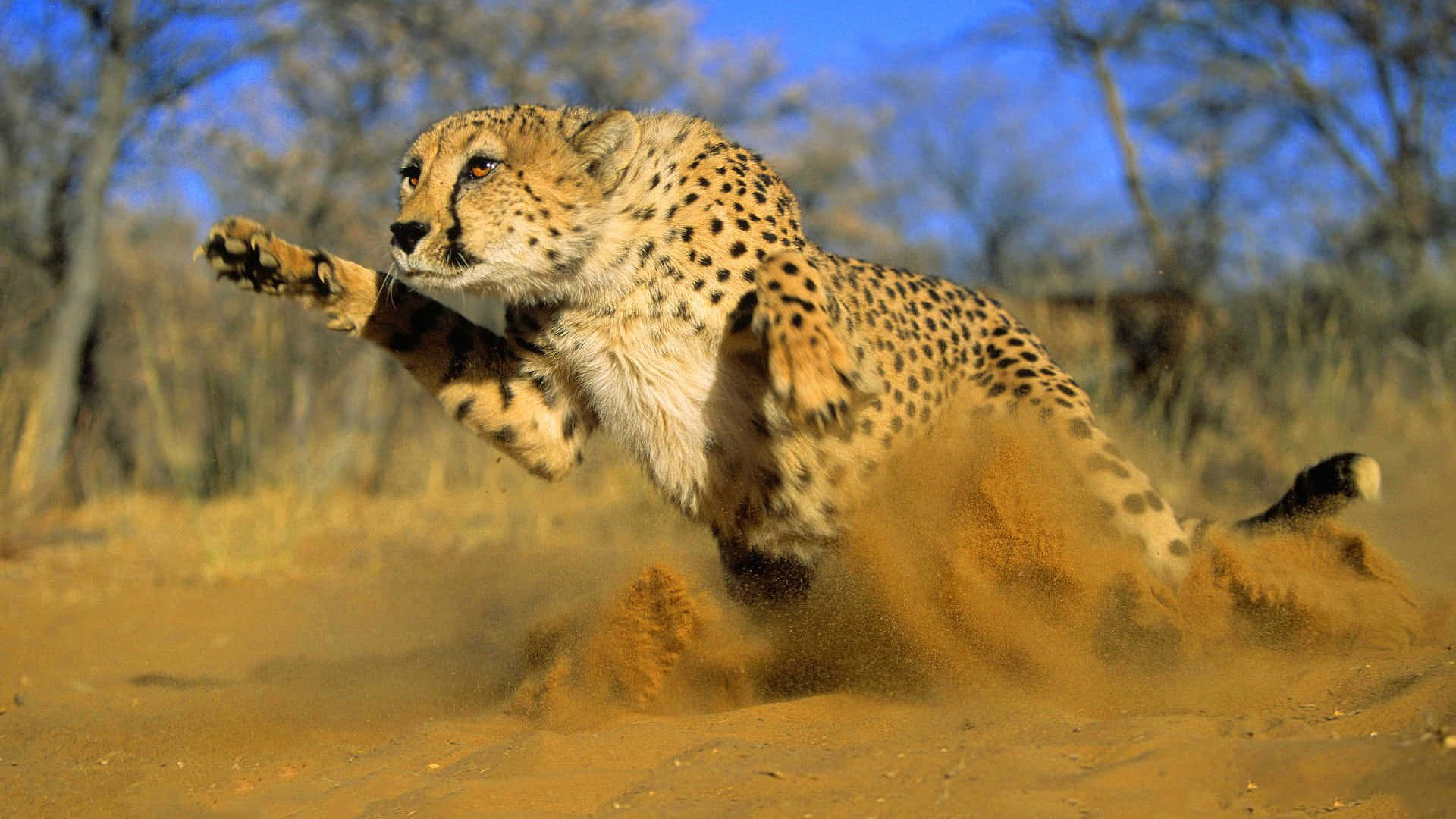 Baby Cheetah, 1920 x 1080, dusty savanna, Full HD Desktop Wallpaper