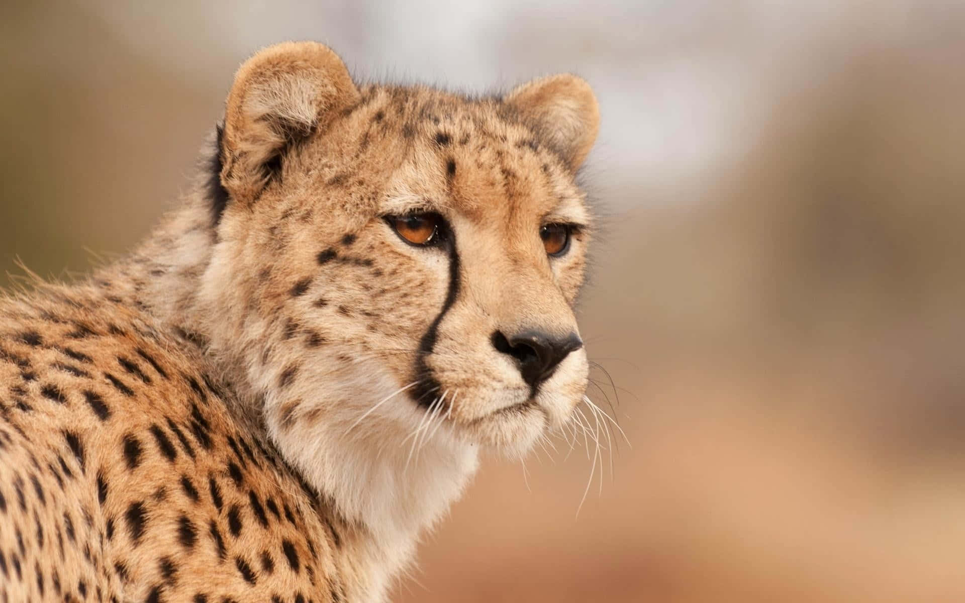 Baby Cheetah, spotted fur, black tear marks, Full HD Desktop Wallpaper