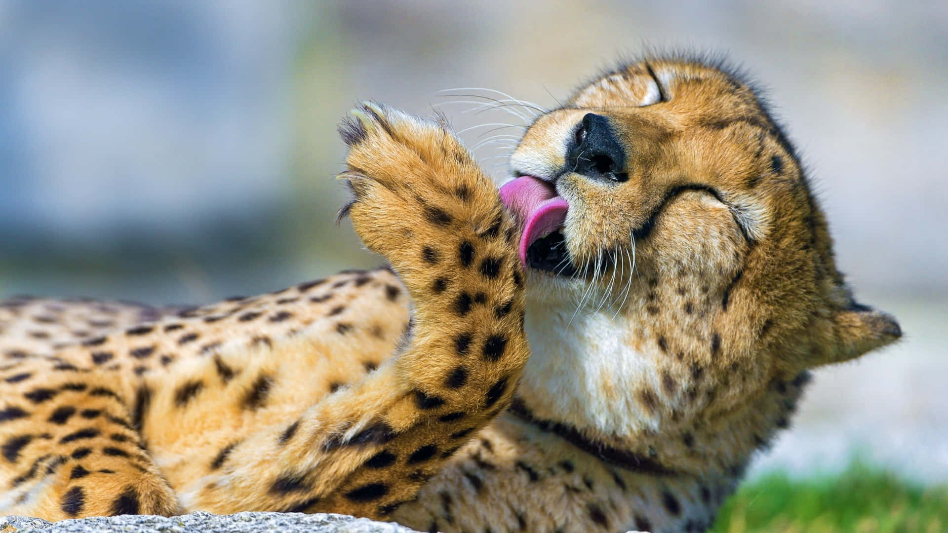 Baby Cheetah, grass, lounges, Full HD Desktop Wallpaper