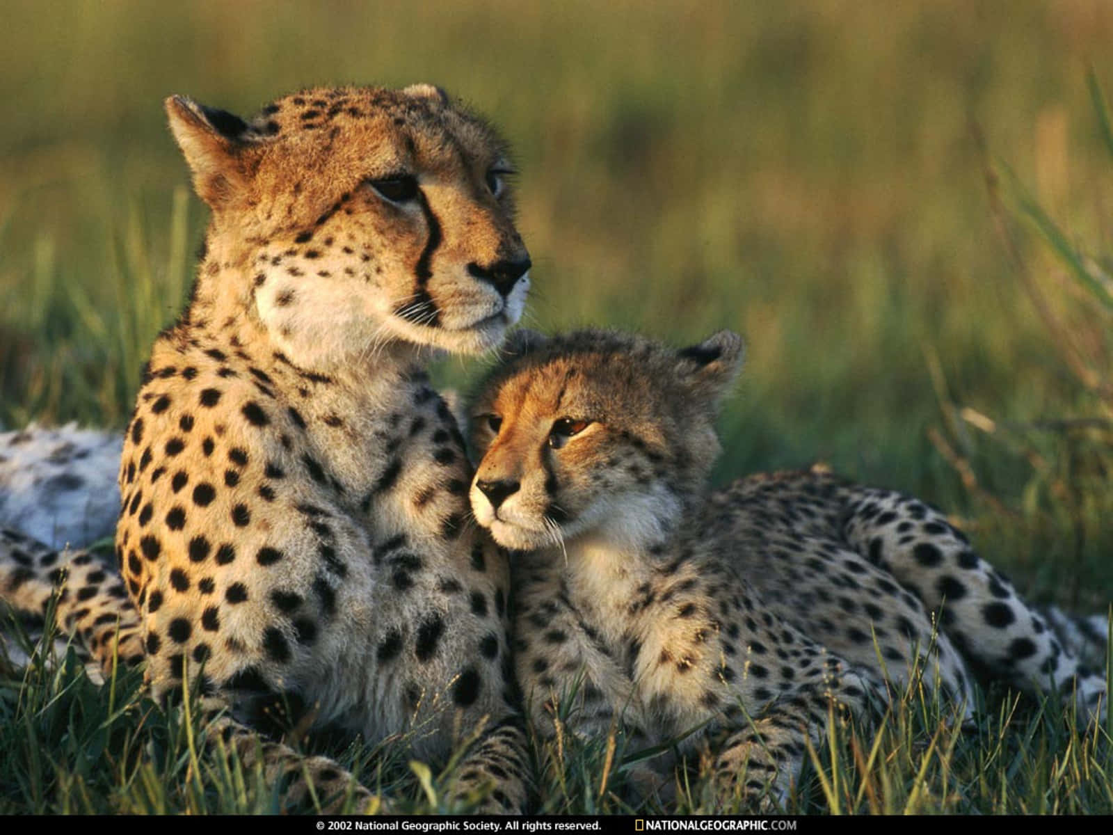 Baby Cheetah, cheetahs, tall grass, HD Desktop Wallpaper