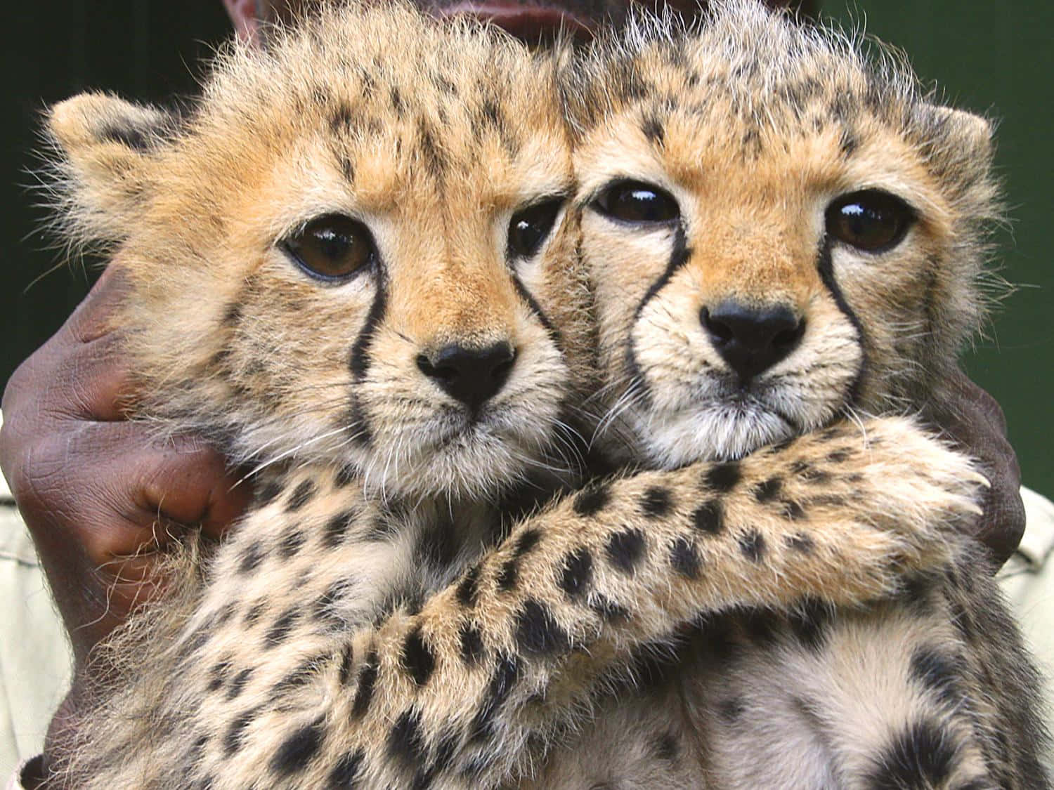 Baby Cheetah, cheetah cubs, spotted fur, HD Desktop Wallpaper