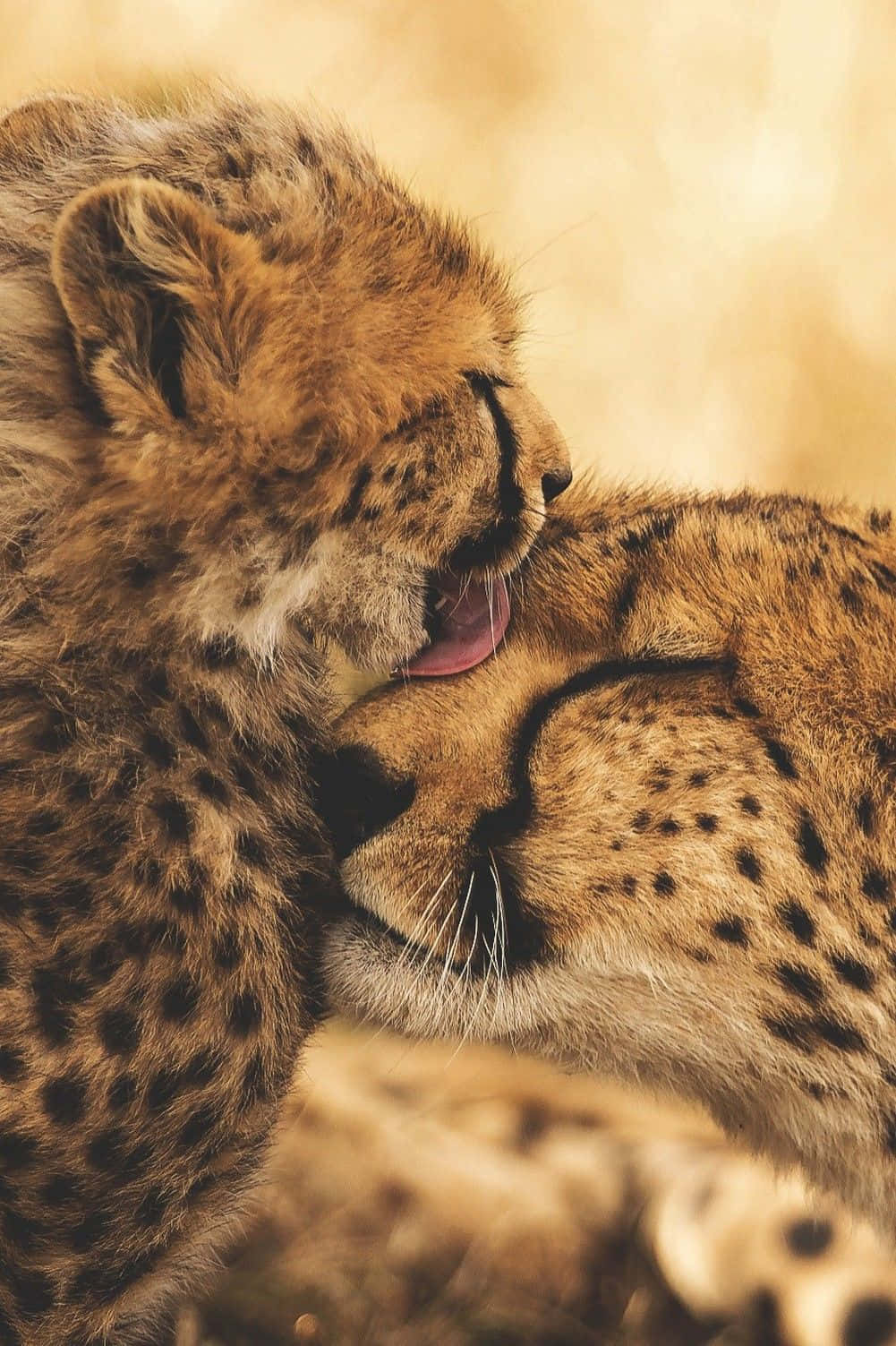 Baby Cheetah, cheetah cubs, mama, HD Phone Wallpaper