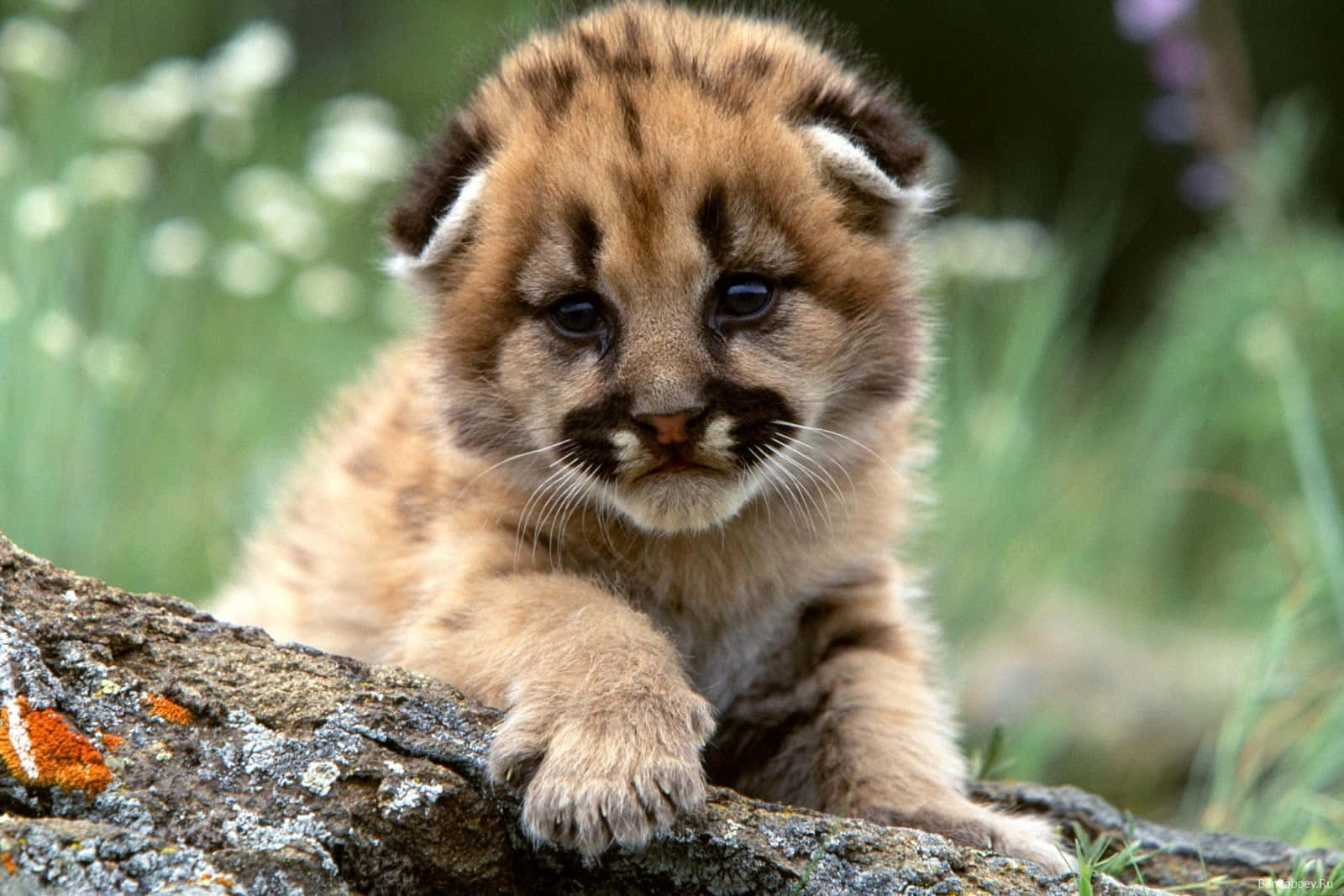 baby cheetah, fluffy young cougar cub, dark markings, HD Desktop Wallpaper