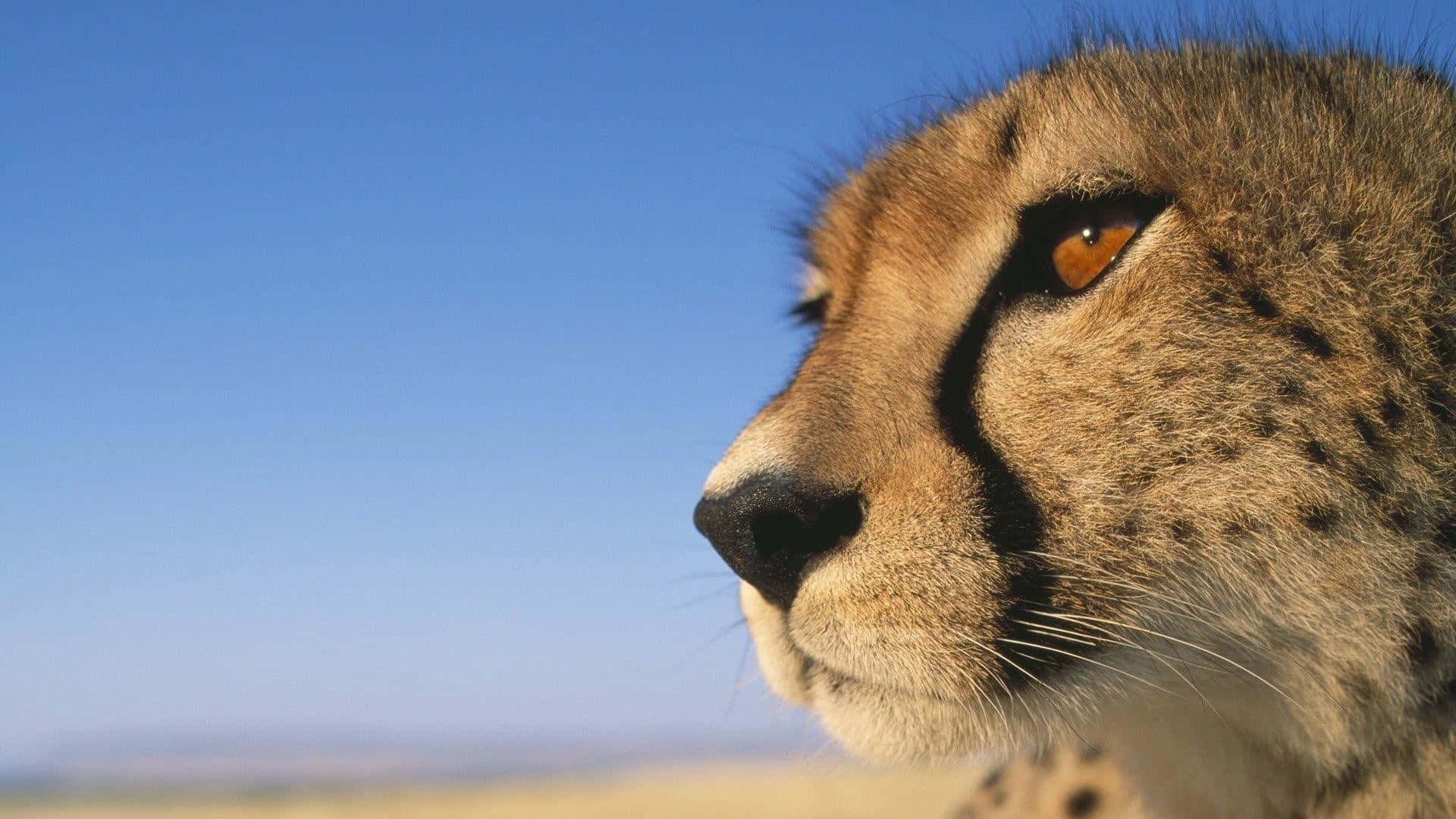 Baby Cheetah, profile, clear blue sky, Full HD Desktop Wallpaper