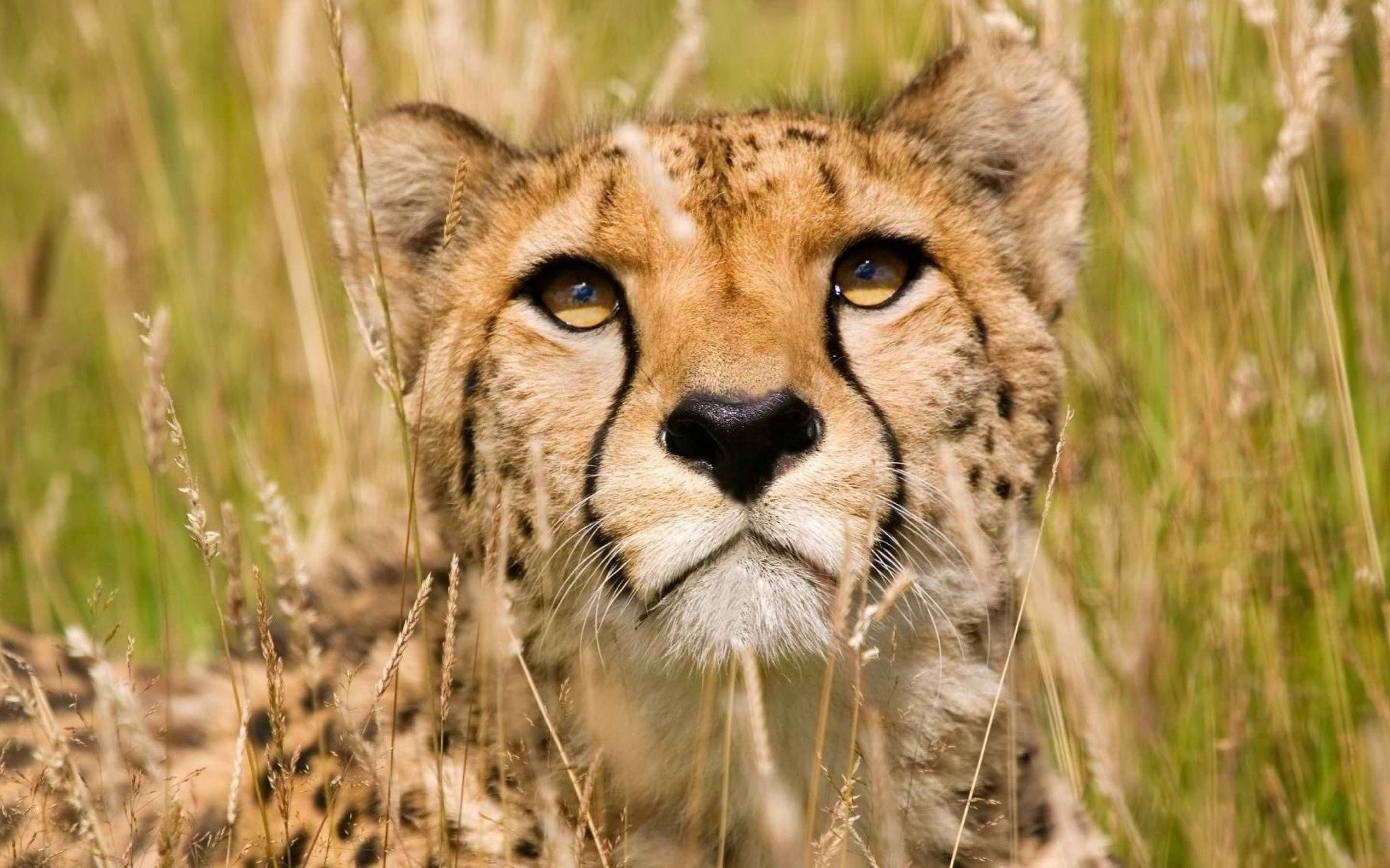 Baby Cheetah, golden grass, bright sunlight, 2K Desktop Wallpaper