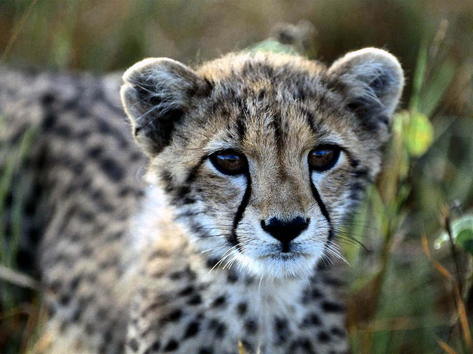 Baby Cheetah, South African, tear marks, HD Desktop Wallpaper