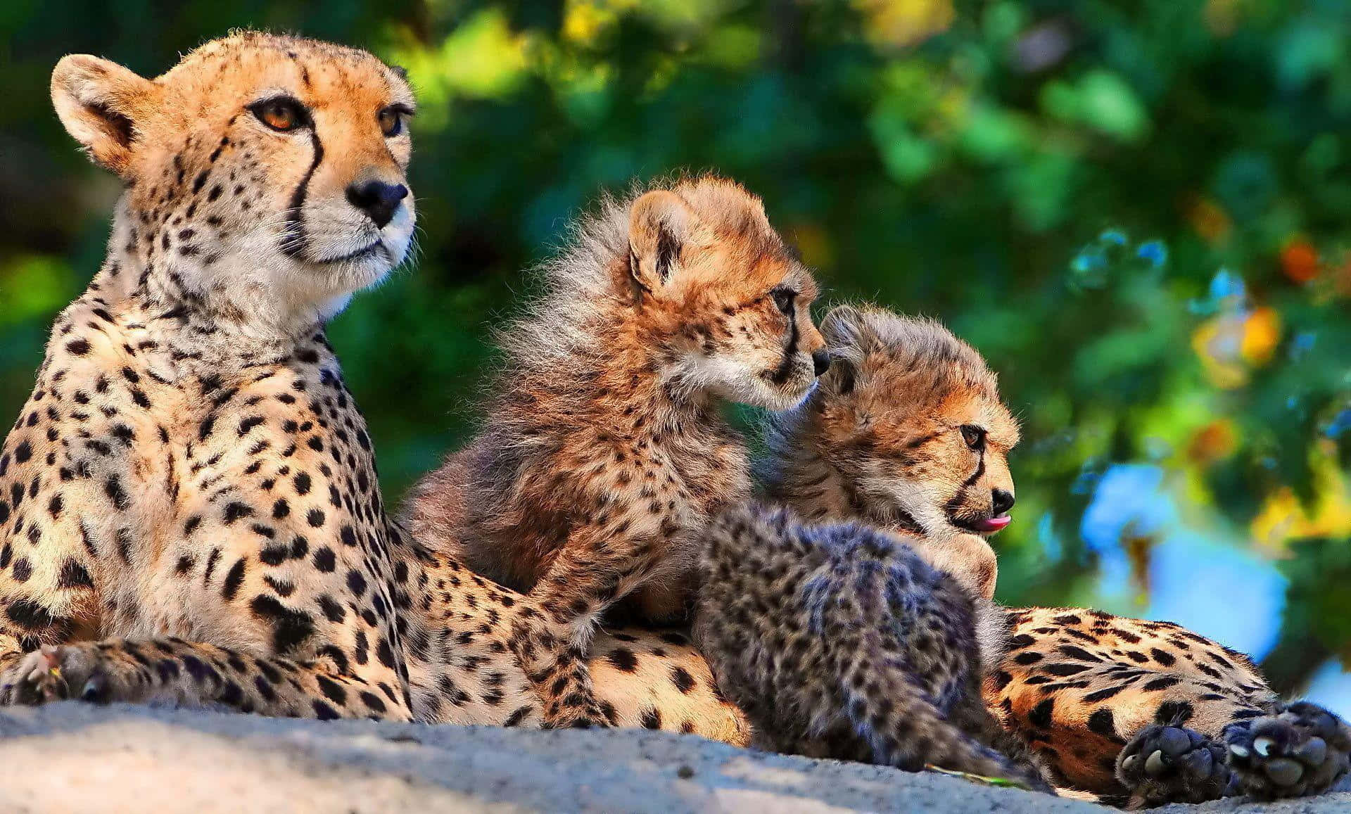 mother cheetah, cheetah cubs, sunlit rock, Full HD Desktop Wallpaper