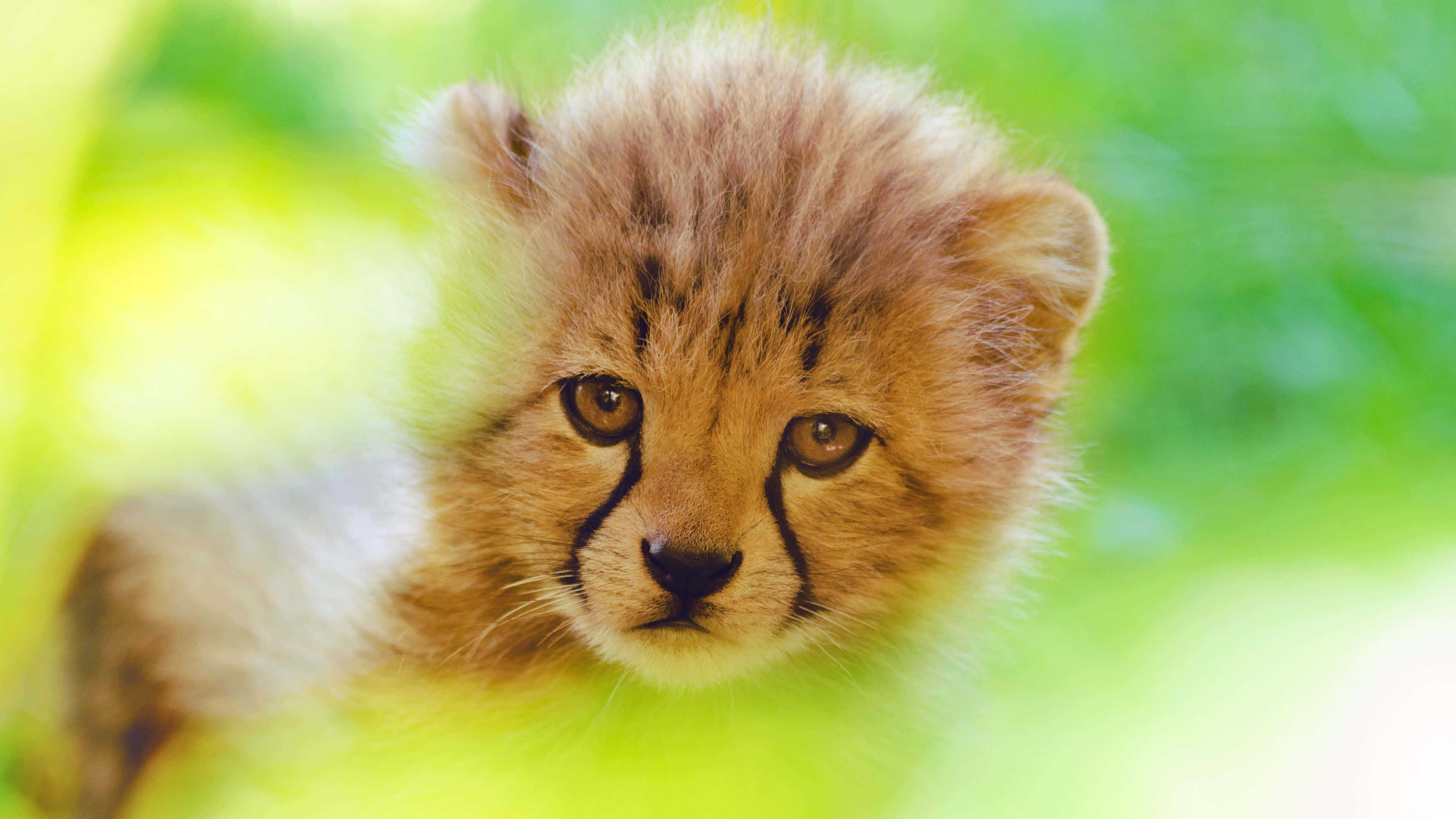 Baby Cheetah, fluffy young cheetah cub, big curious eyes, 4K Desktop Wallpaper