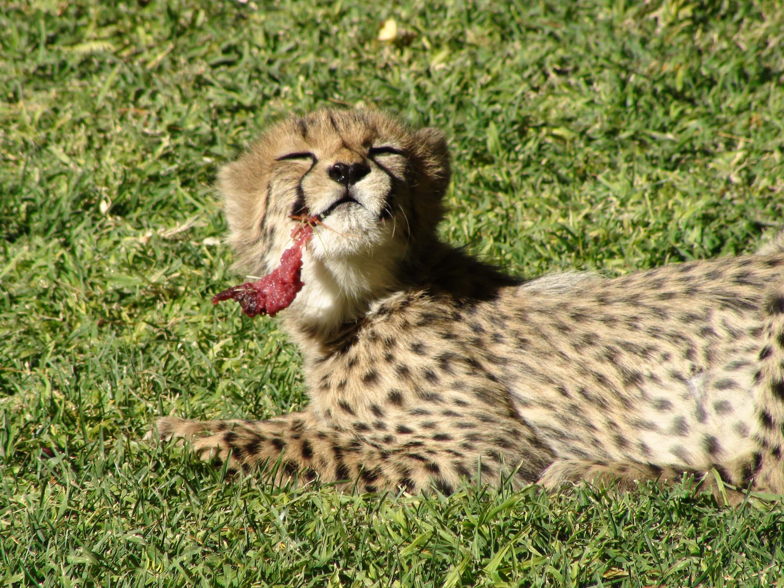Baby Cheetah, cheetah cub, vibrant green grass, Full HD Desktop Wallpaper
