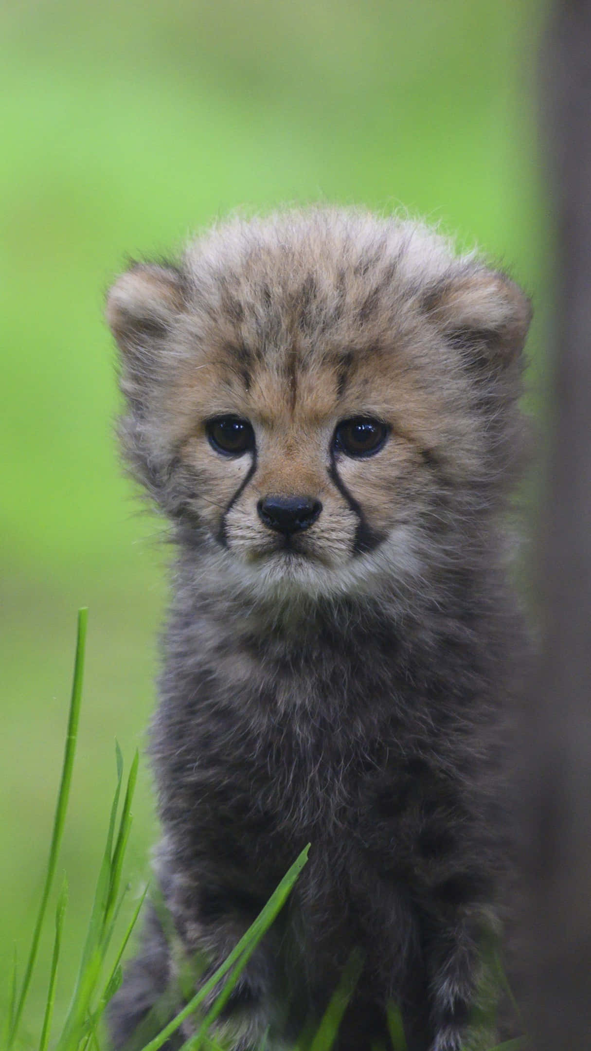 Baby Cheetah, fluffy cheetah cub, dark tear marks, Full HD Phone Wallpaper