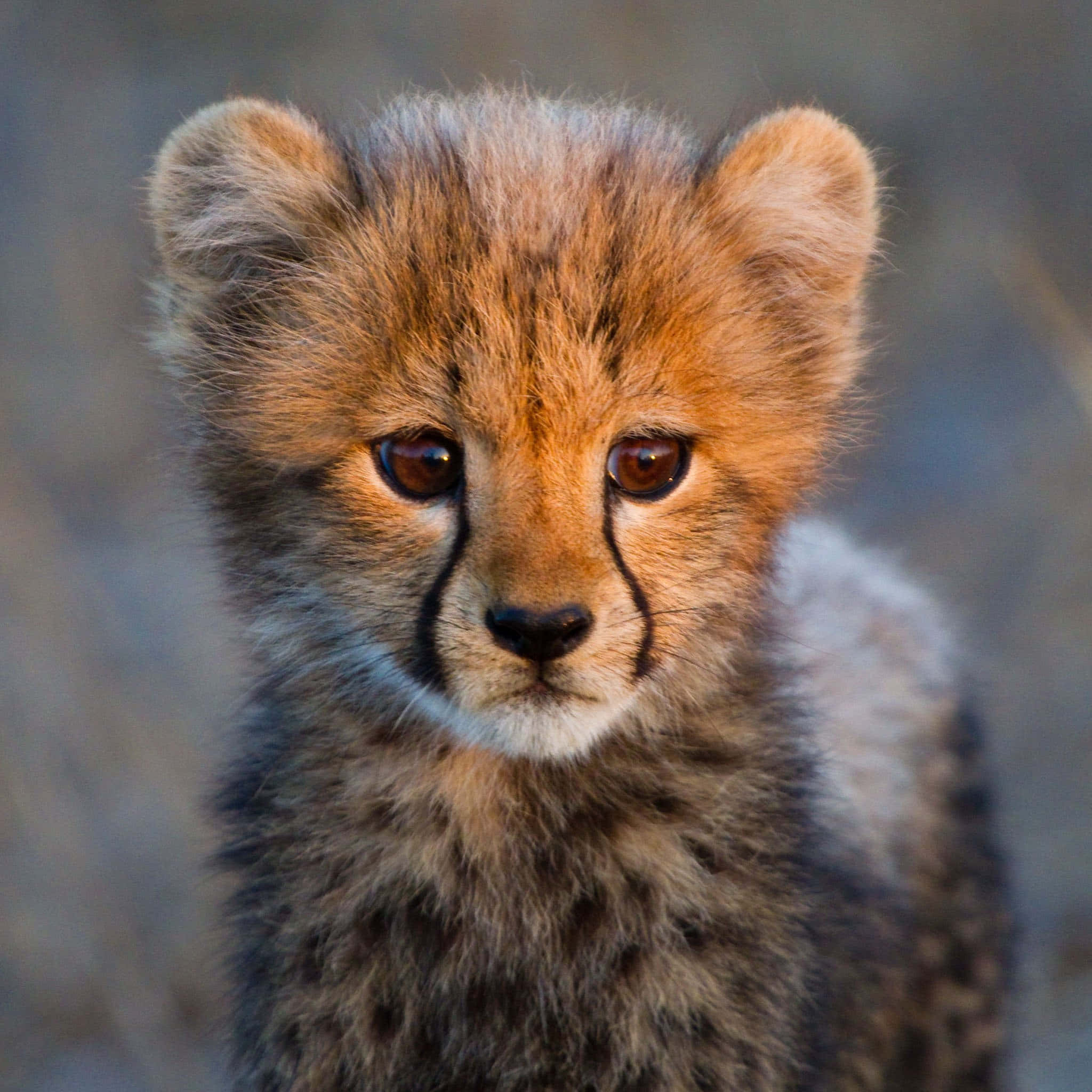 Baby Cheetah, cheetah cub, soft fur, Full HD Desktop Wallpaper