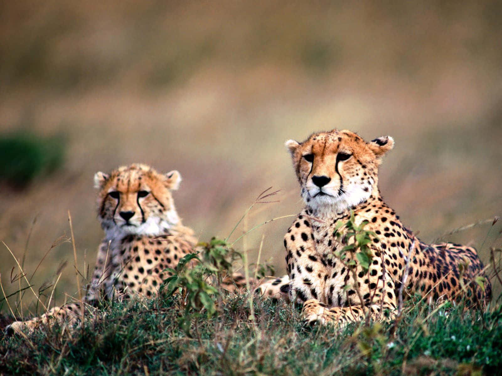 Baby Cheetah, cheetahs, tall grass, HD Desktop Wallpaper