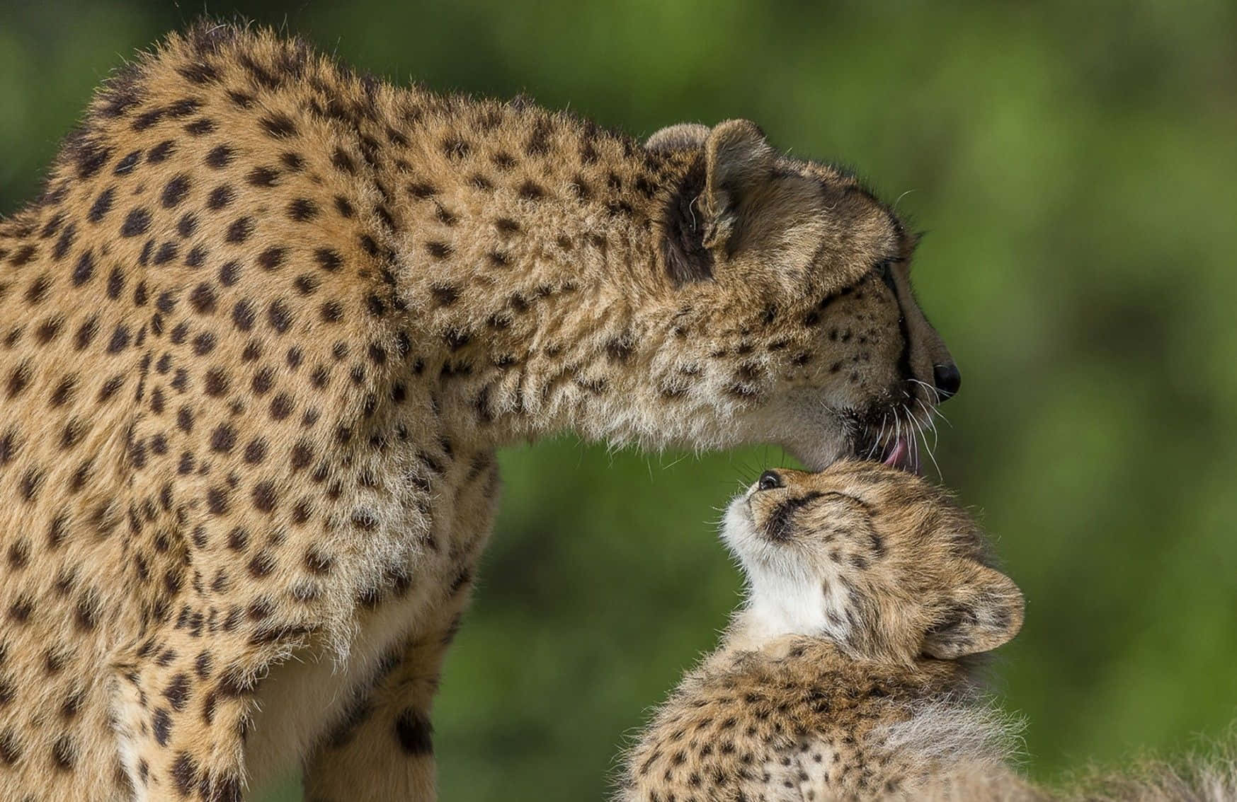 Baby Cheetah, adult cheetah, cub, HD Desktop Wallpaper