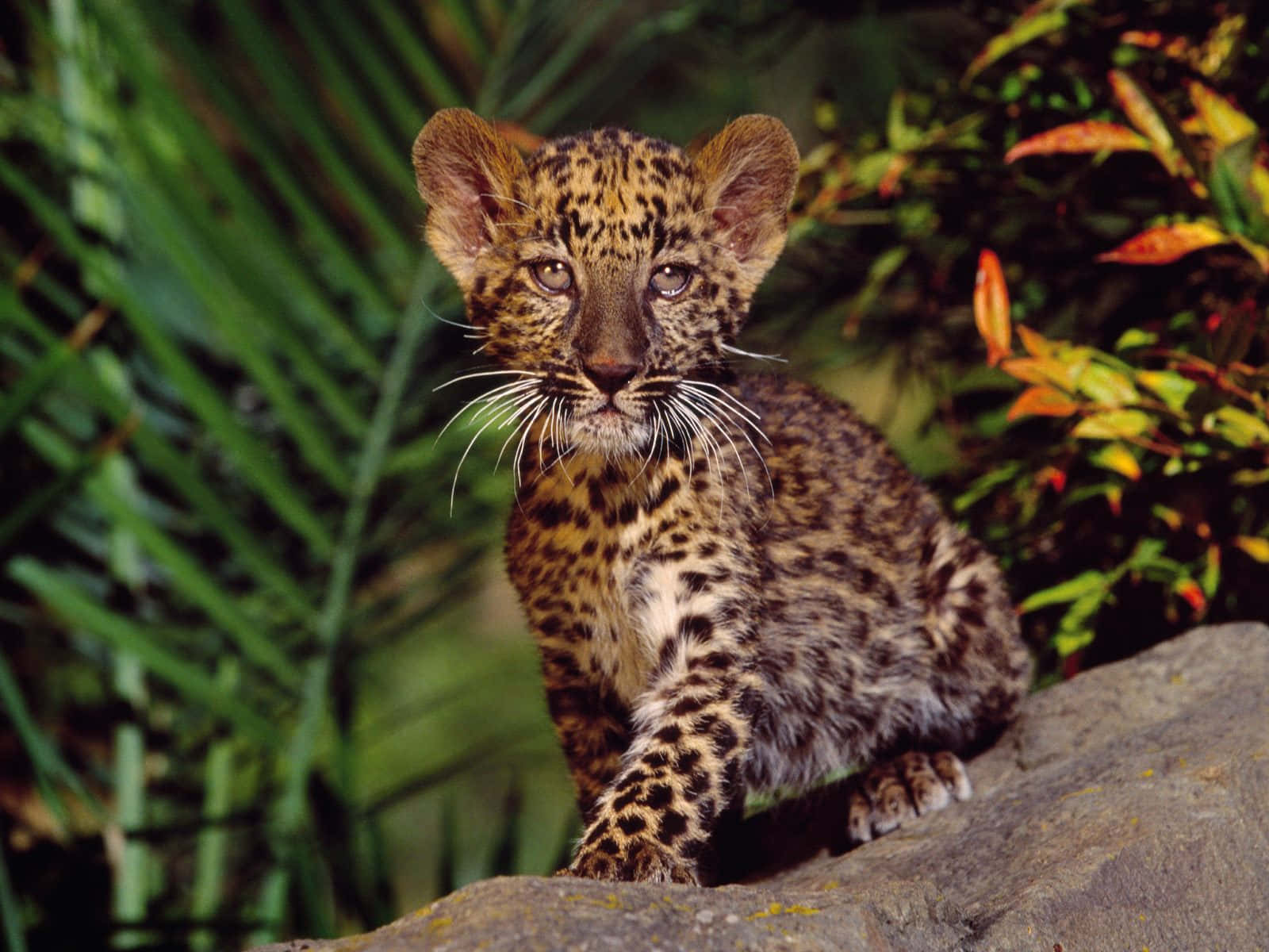 Baby Cheetah, young leopard cub, spotted fur, HD Desktop Wallpaper