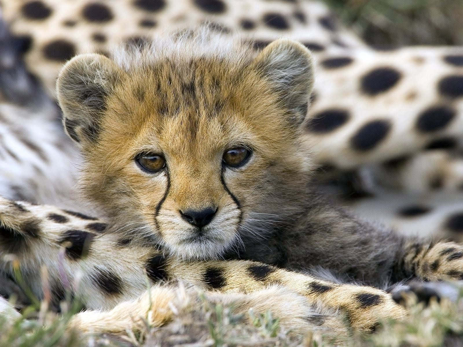 Baby Cheetah, cheetah cub, soft fur, HD Desktop Wallpaper