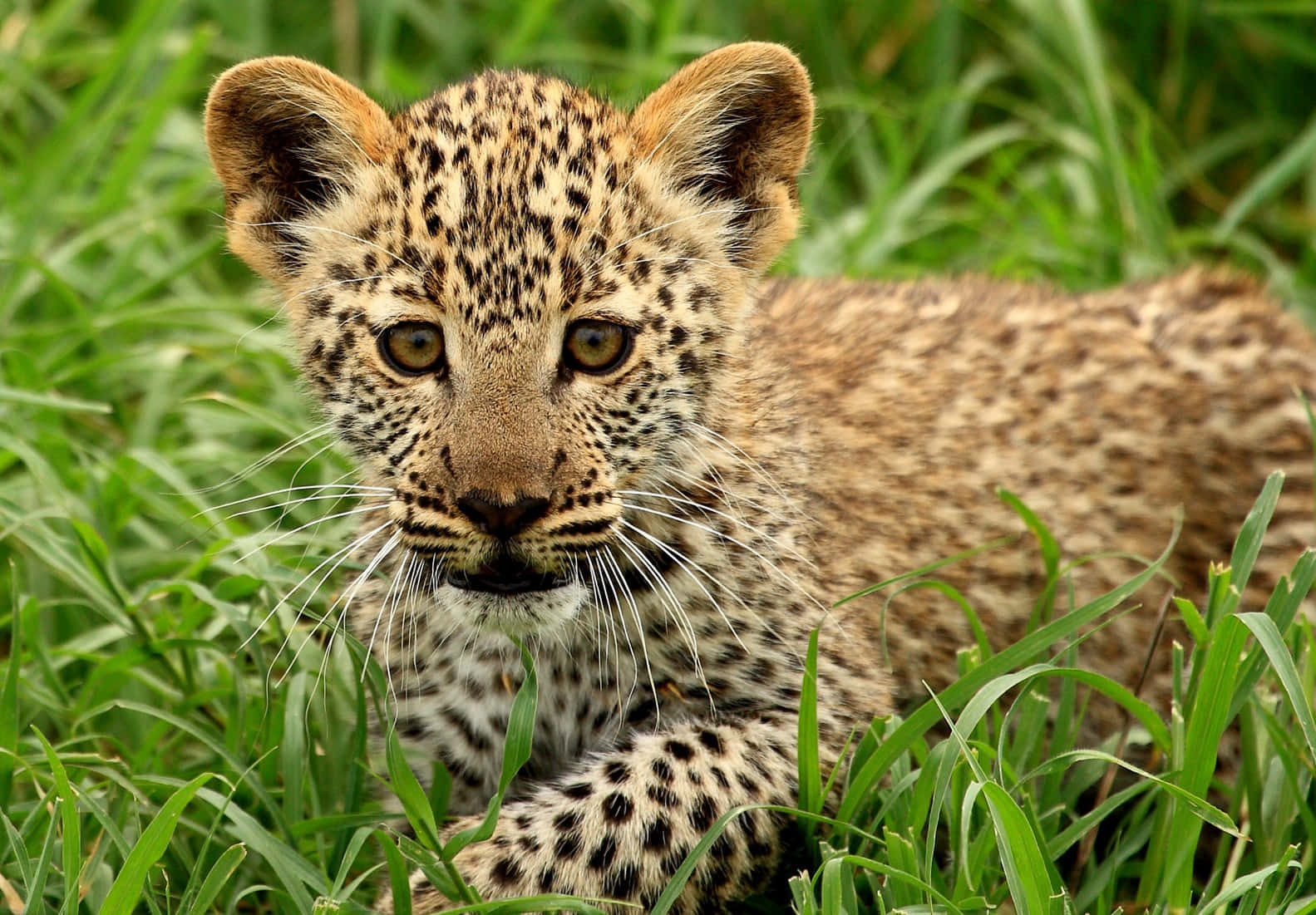Baby Cheetah, spotted fur, vibrant green grass, HD Desktop Wallpaper