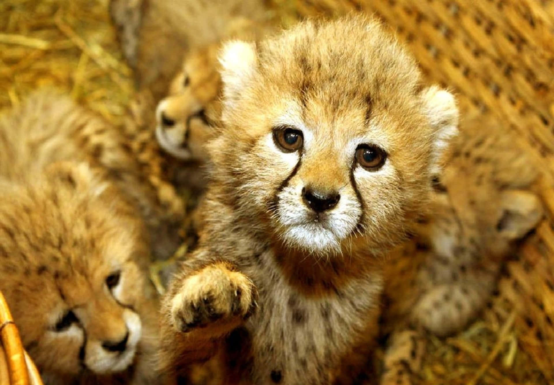 Baby Cheetah, cheetah cub, dark tear marks, Full HD Desktop Wallpaper