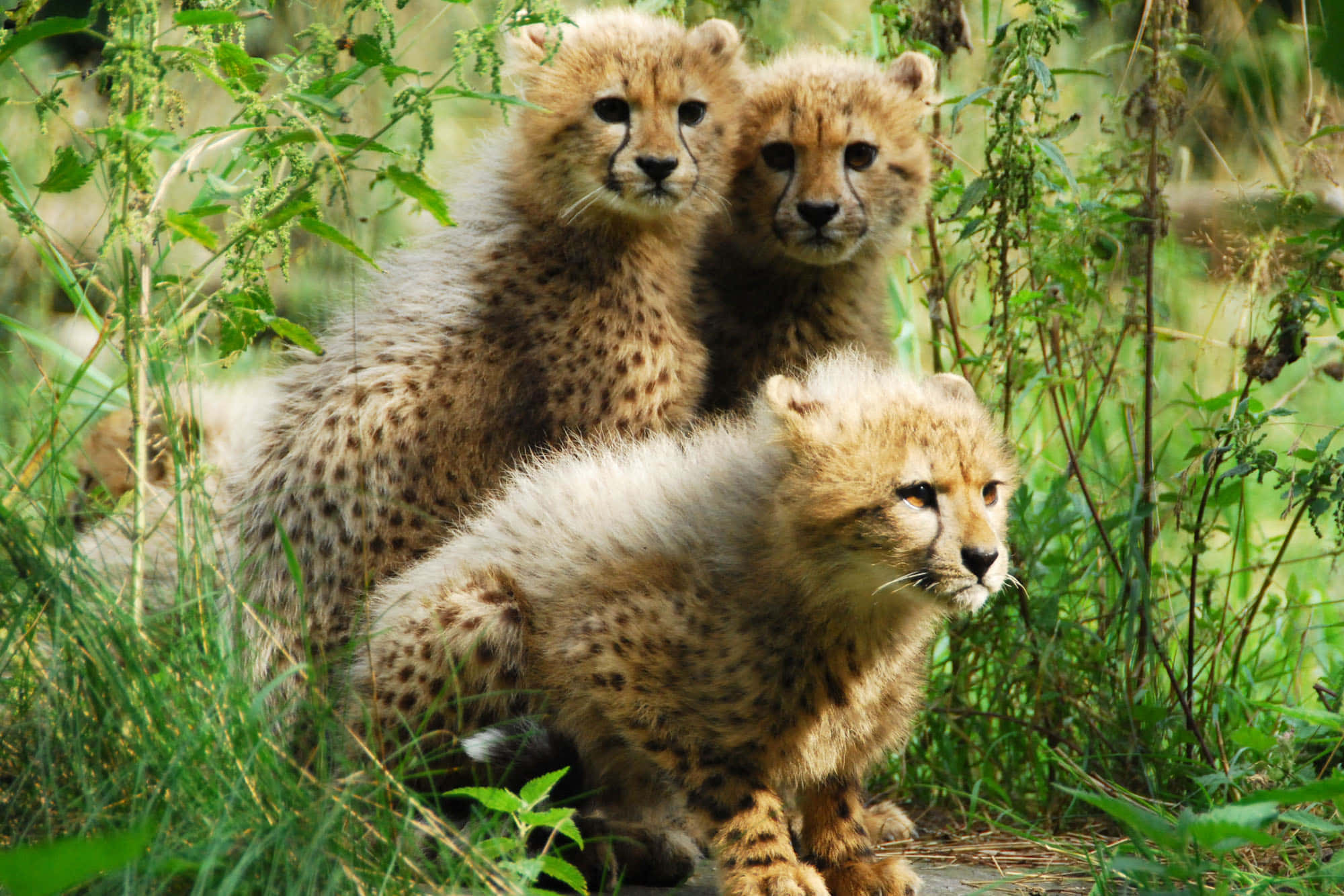 baby cheetah, cheetah cubs, spotted coats, Full HD Desktop Wallpaper