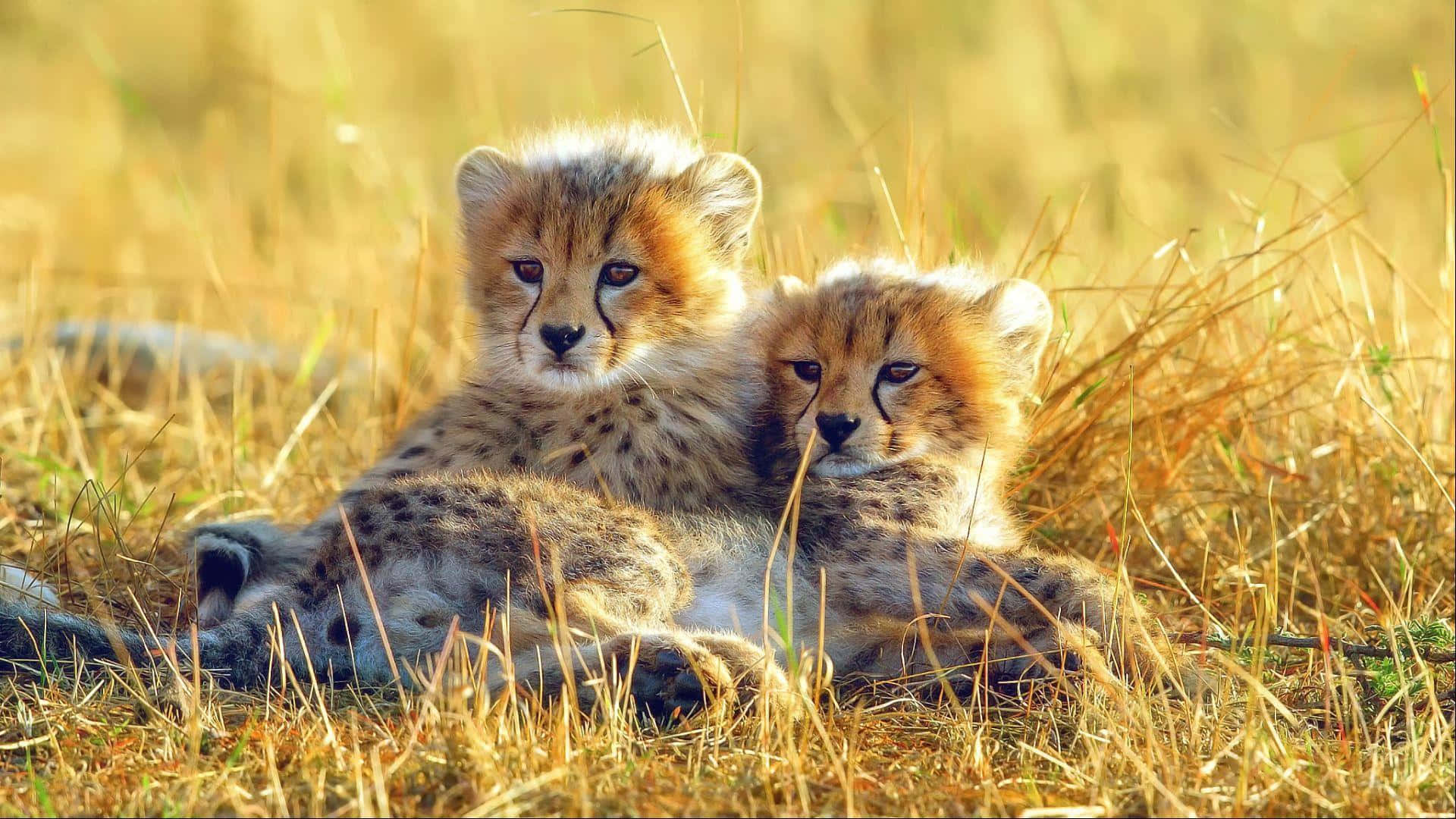 baby cheetah, cheetah cubs, golden grass, Full HD Desktop Wallpaper