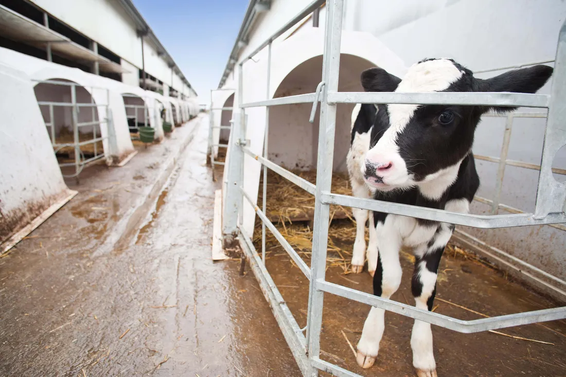 Baby Cow