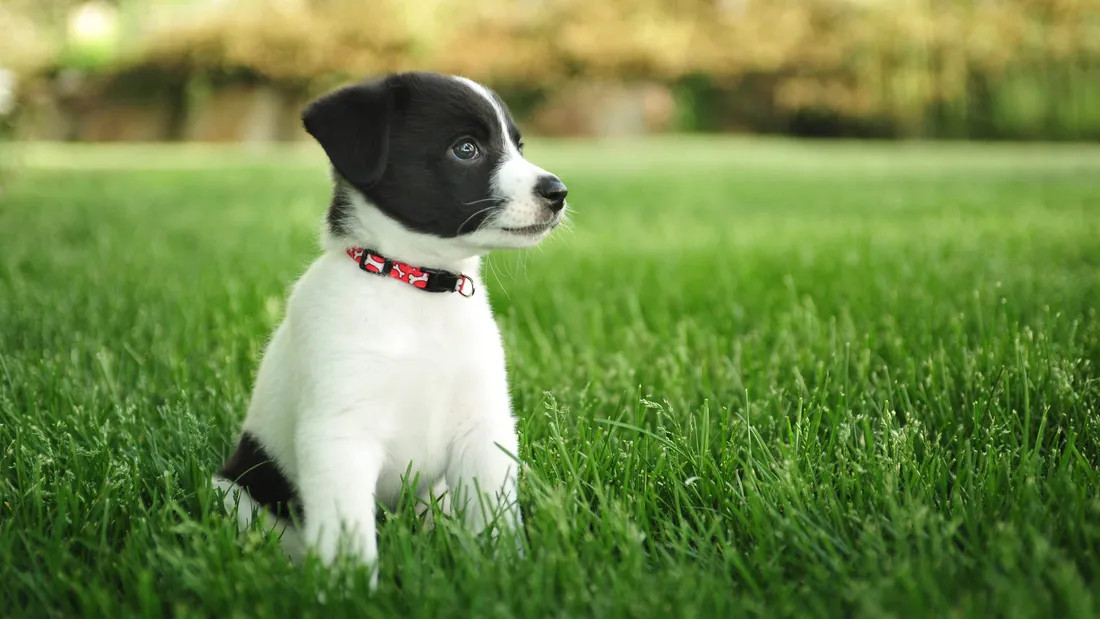 Baby Dog