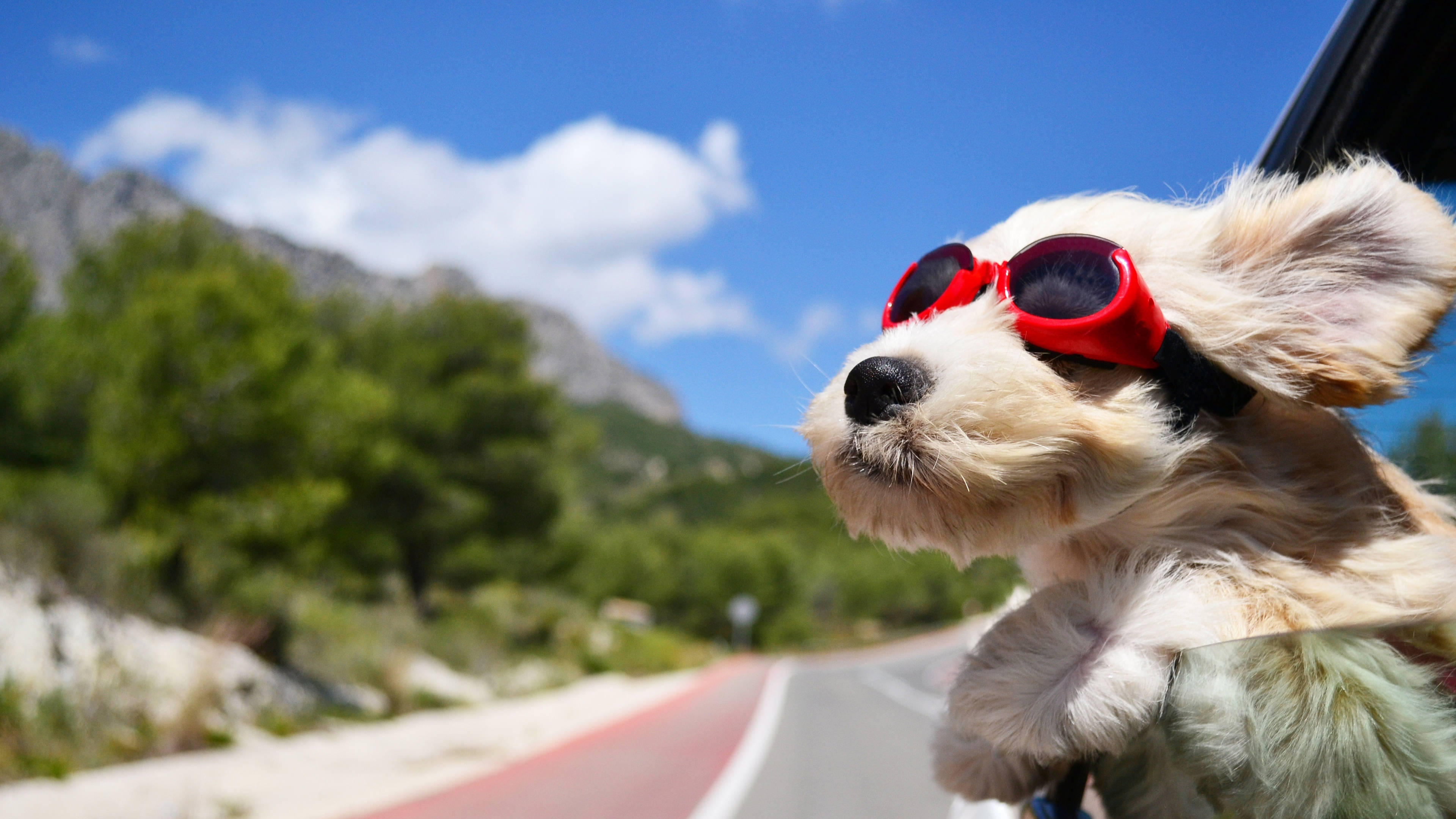 Baby Dog, red sunglasses, car window, 4K Desktop Wallpaper
