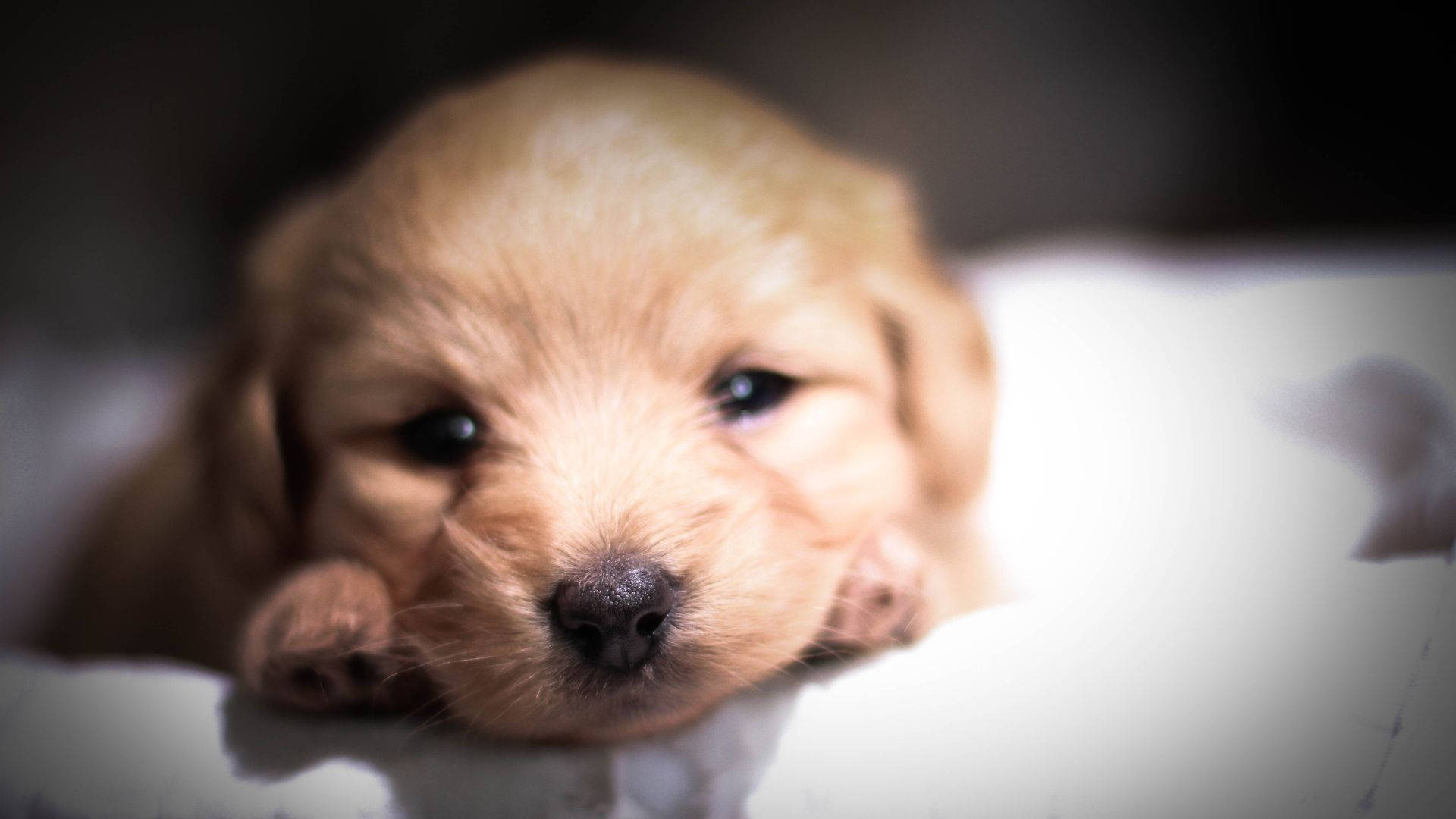 golden retriever, baby dog, bed, Full HD Desktop Wallpaper