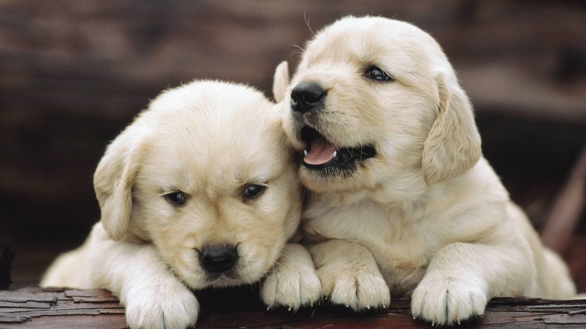 golden retriever puppies, wooden surface, two baby dog siblings, Full HD Desktop Wallpaper