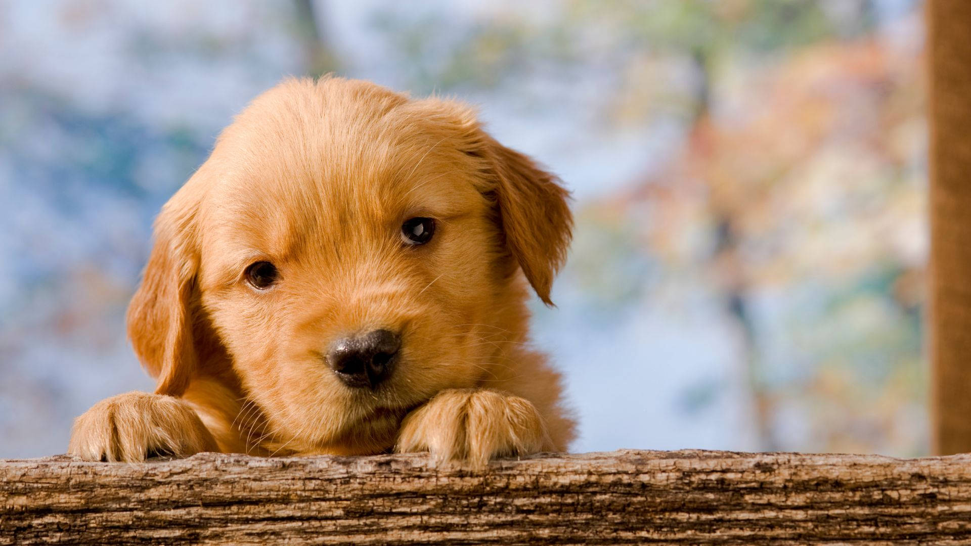 Baby Dog, golden retriever puppy, soft fur, Full HD Desktop Wallpaper