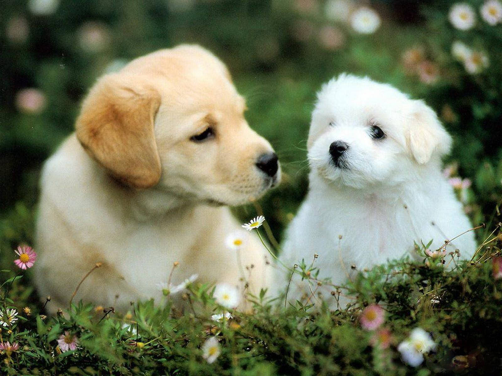 baby dog, golden, white, HD Desktop Wallpaper