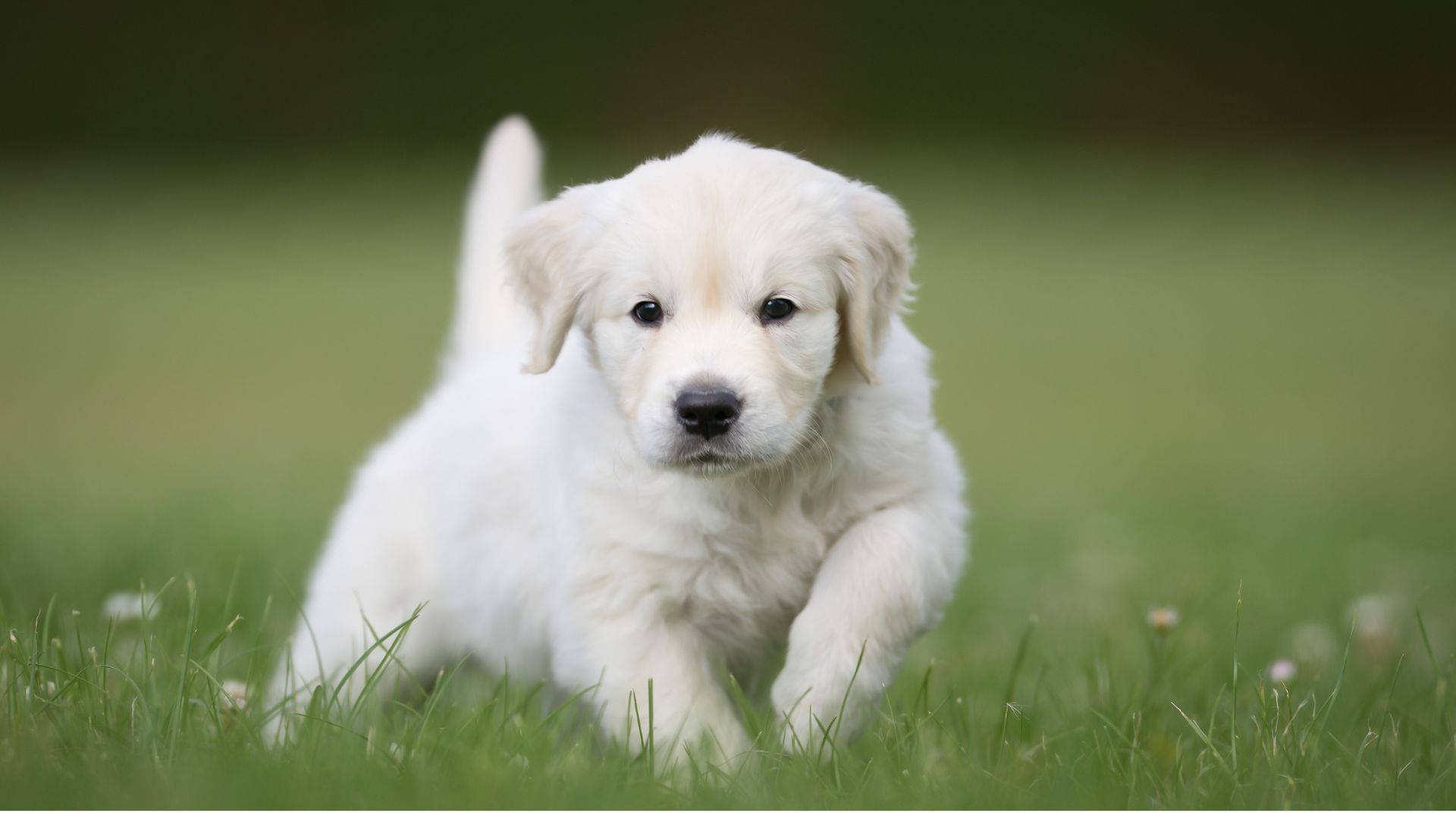 white labrador, baby dog, vibrant green grass, Full HD Desktop Wallpaper