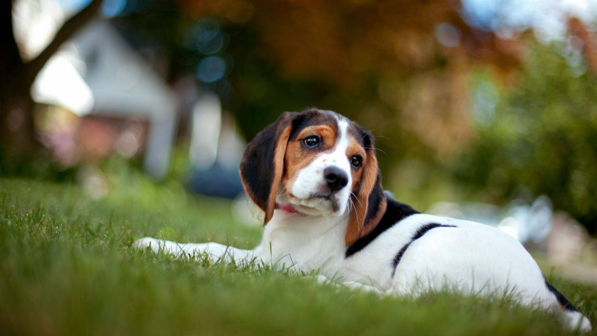 beagle, baby dog, tricolor, Full HD Desktop Wallpaper