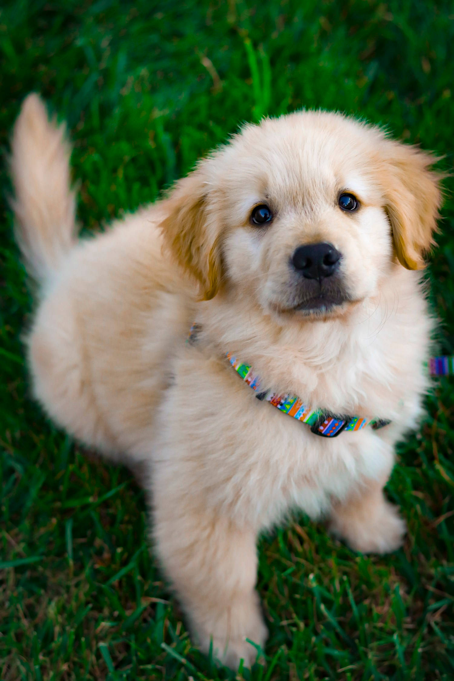 fluffy golden retriever, bright blue eyes, vibrant green grass, Full HD Phone Wallpaper