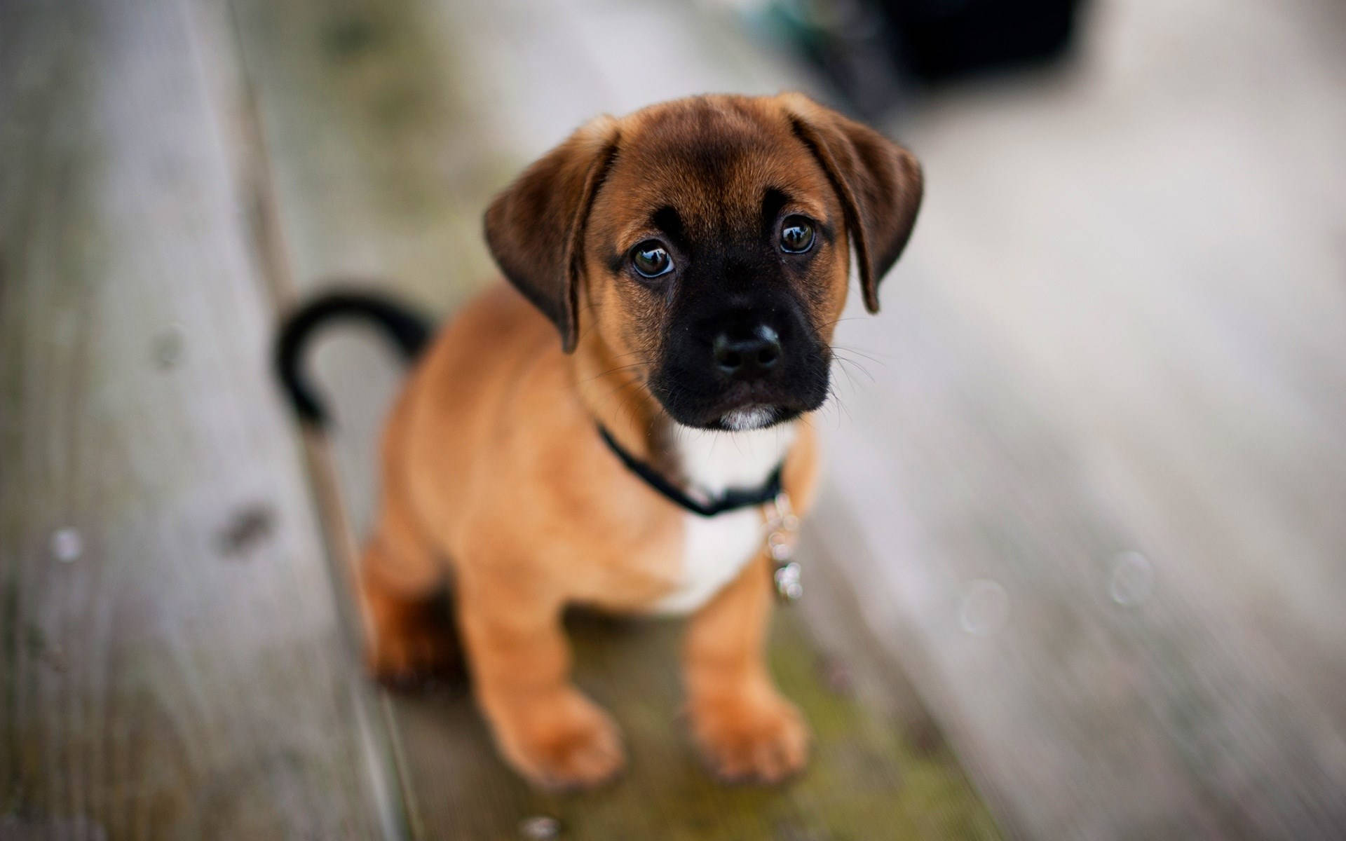 brown puppy, striking blue eyes, wooden deck, Full HD Desktop Wallpaper