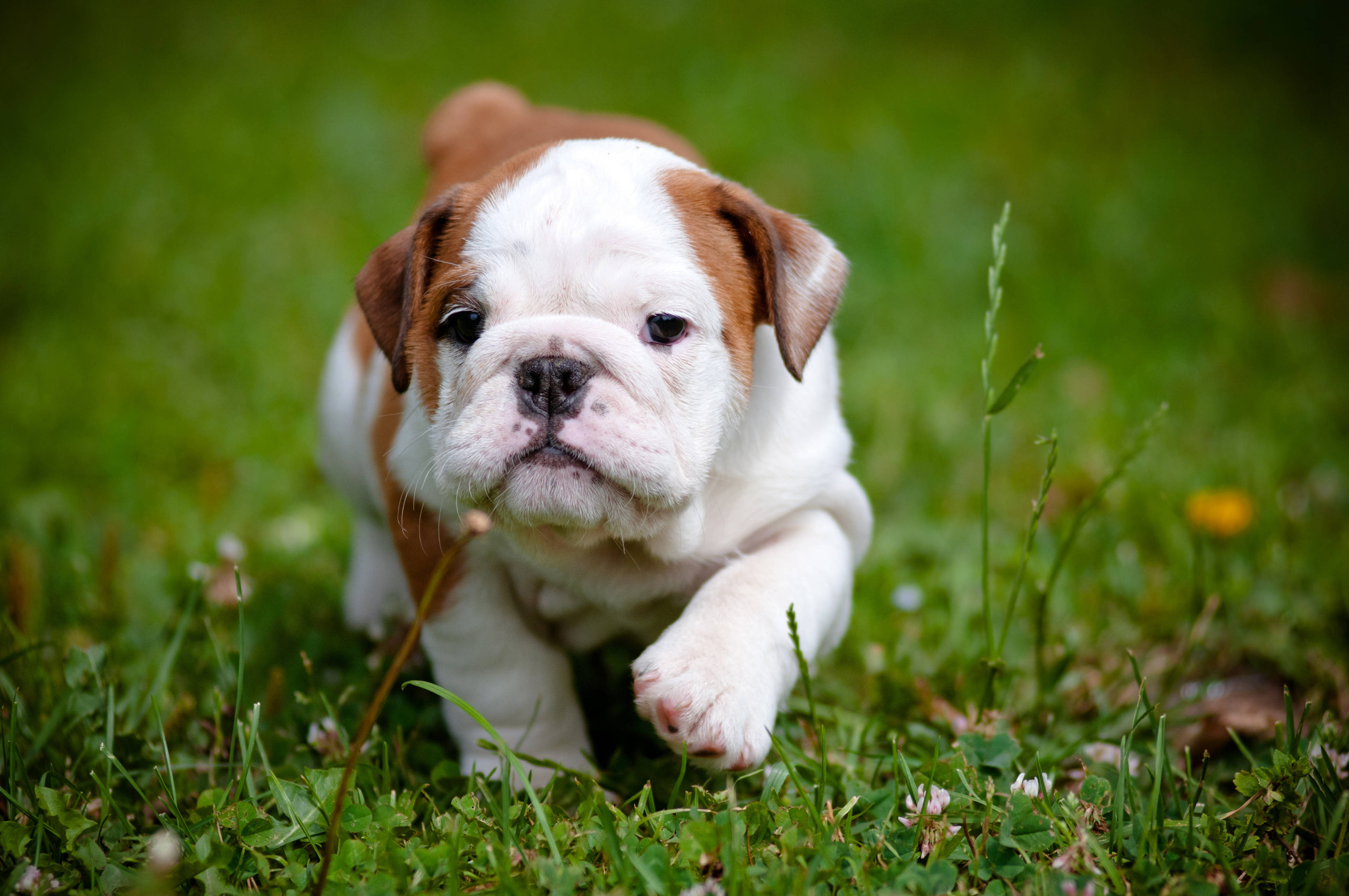 baby bulldog, white and brown fur, lush green grass, 4K Desktop Wallpaper