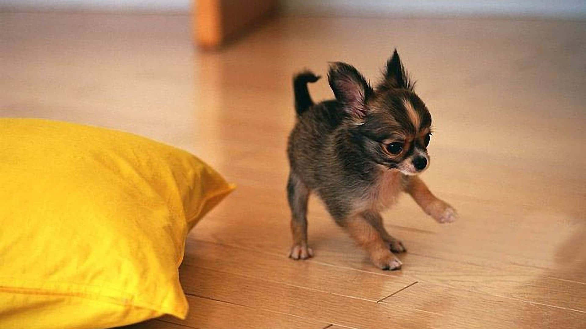 baby chihuahua dog, black, brown, Full HD Desktop Wallpaper